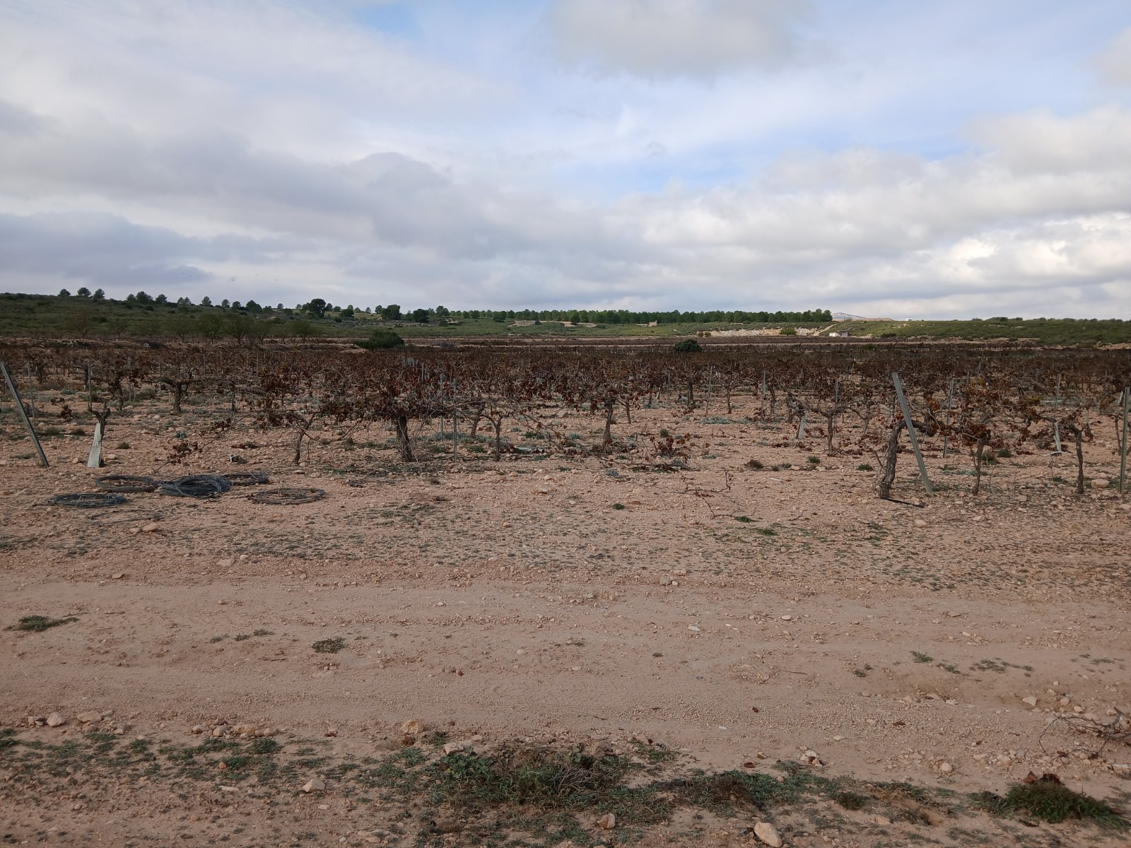 Resale - Land in Yecla -  - Murcia