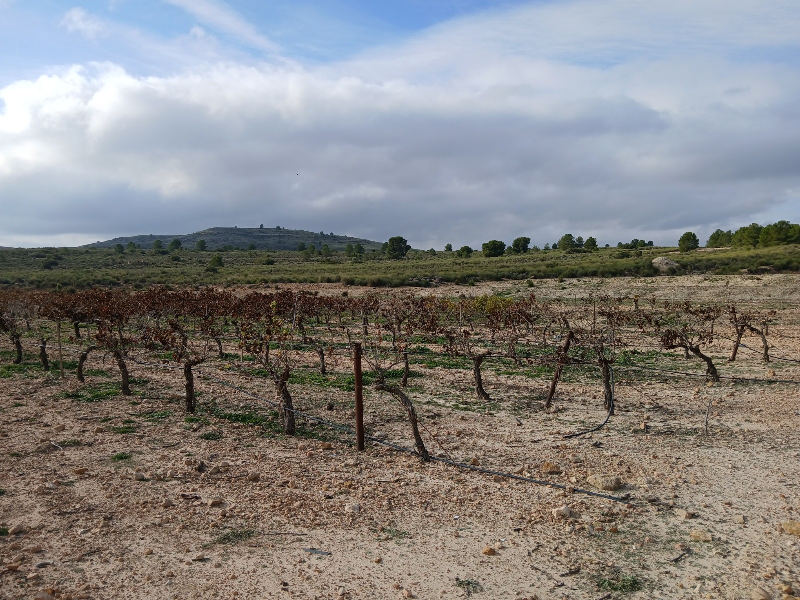 Resale - Land in Yecla -  - Murcia