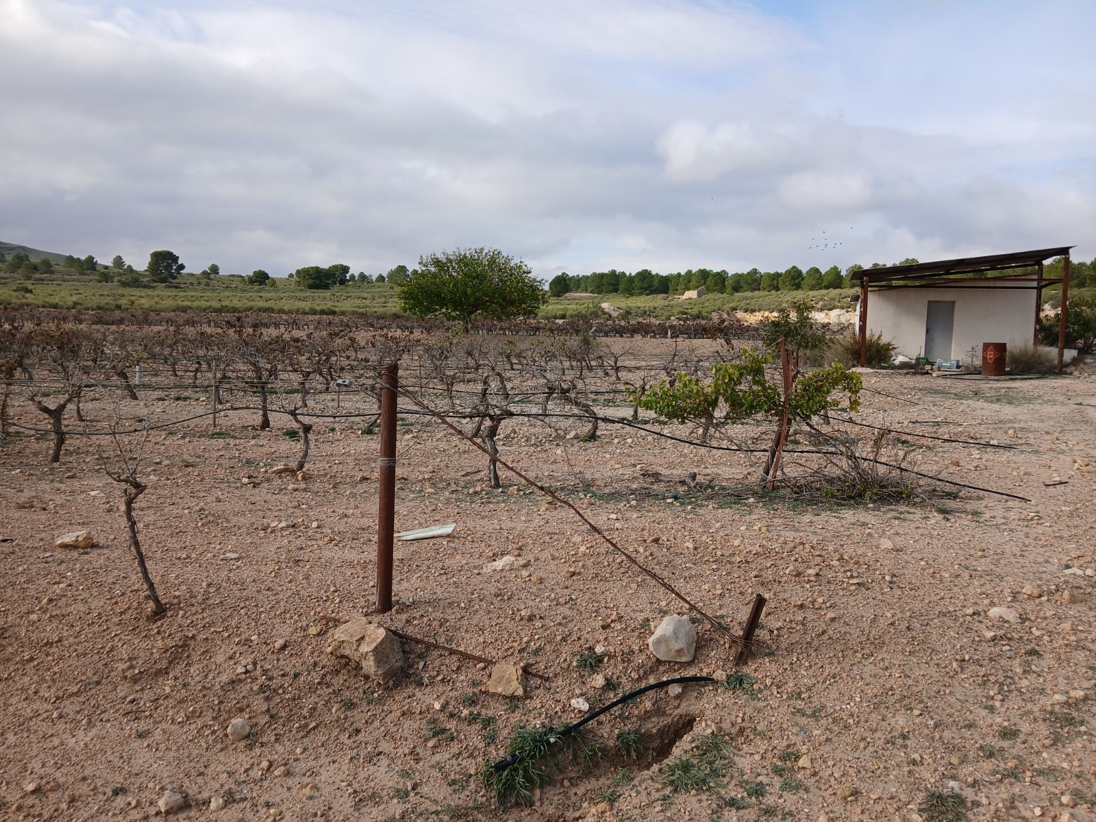 Resale - Land in Yecla -  - Murcia