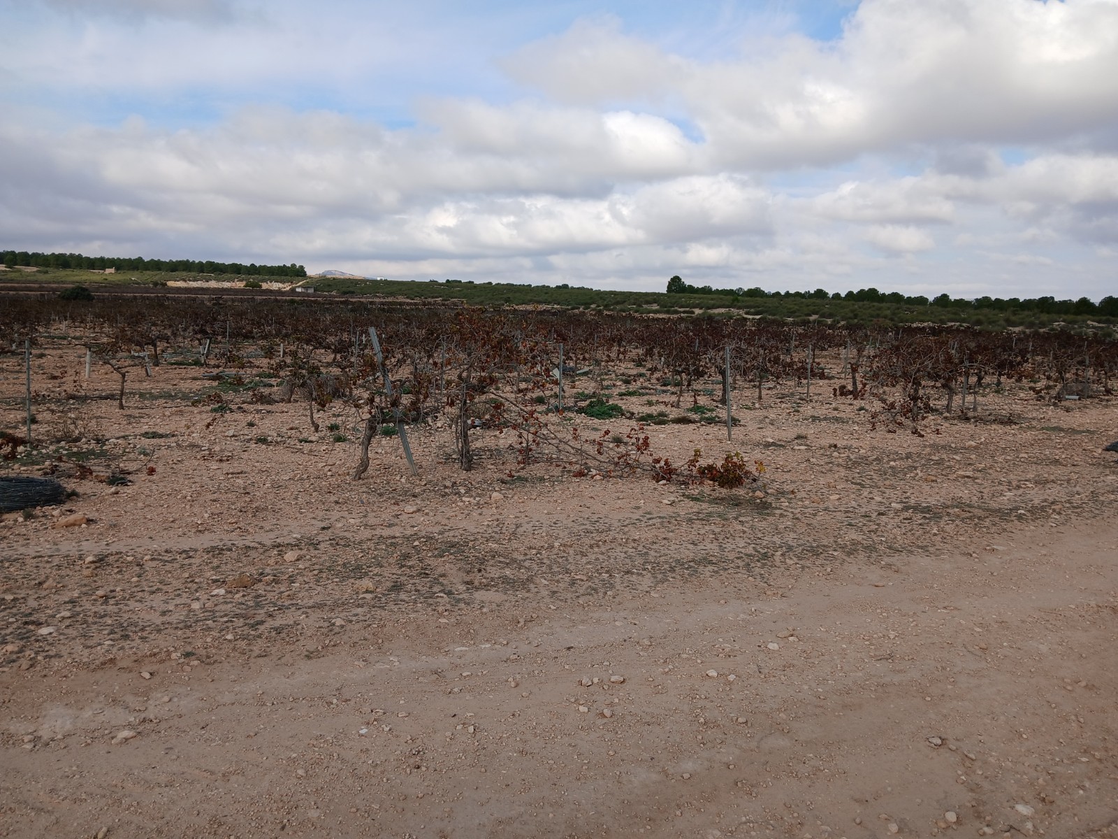 Resale - Land in Yecla -  - Murcia