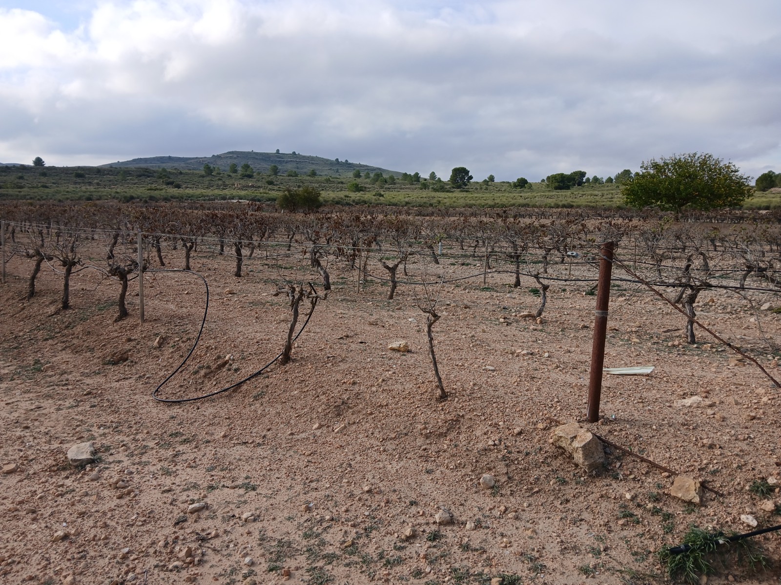 Resale - Land in Yecla -  - Murcia