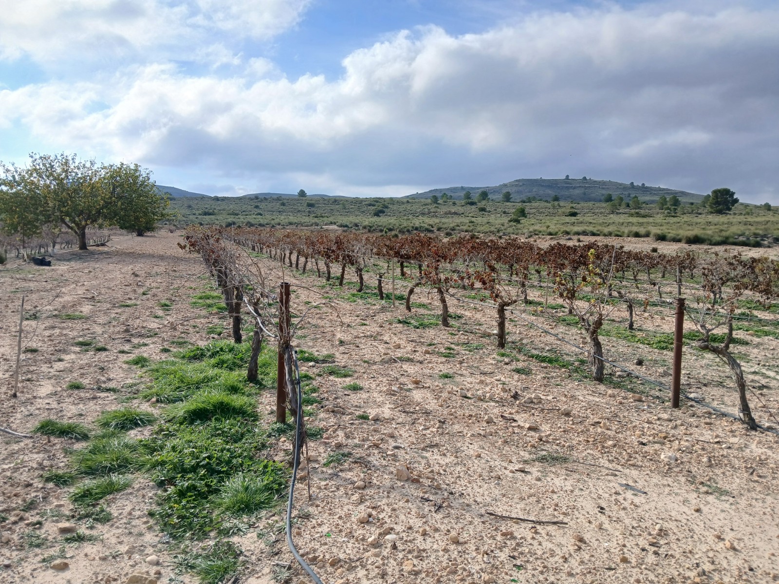 Resale - Land in Yecla -  - Murcia