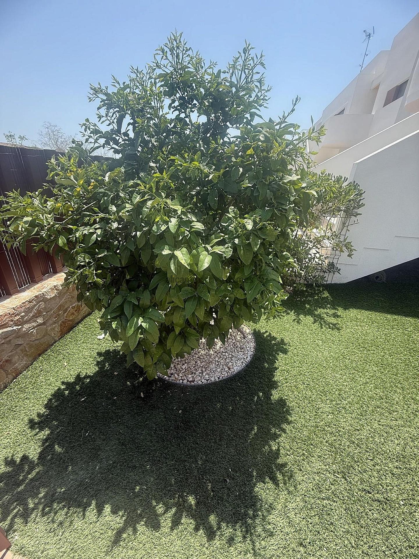 Resale - 2 Bedroom 2 Bathroom Apartment in Los Montesinos -  - Alicante