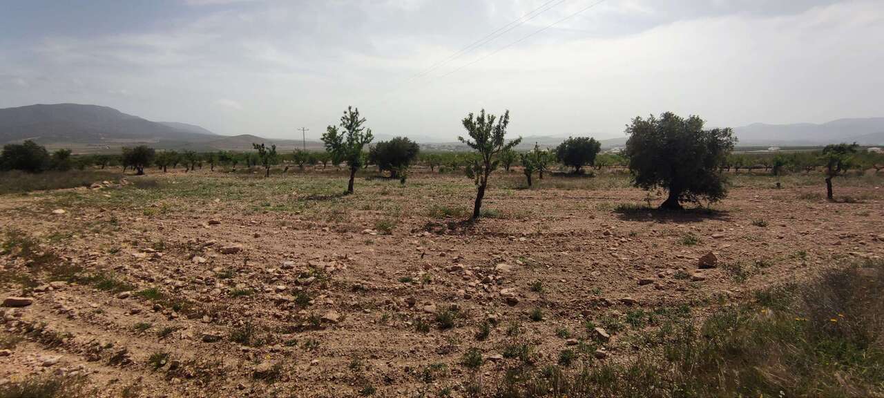 Resale - Country house in Pinoso - , Pinoso, Alicante, Spain - Alicante