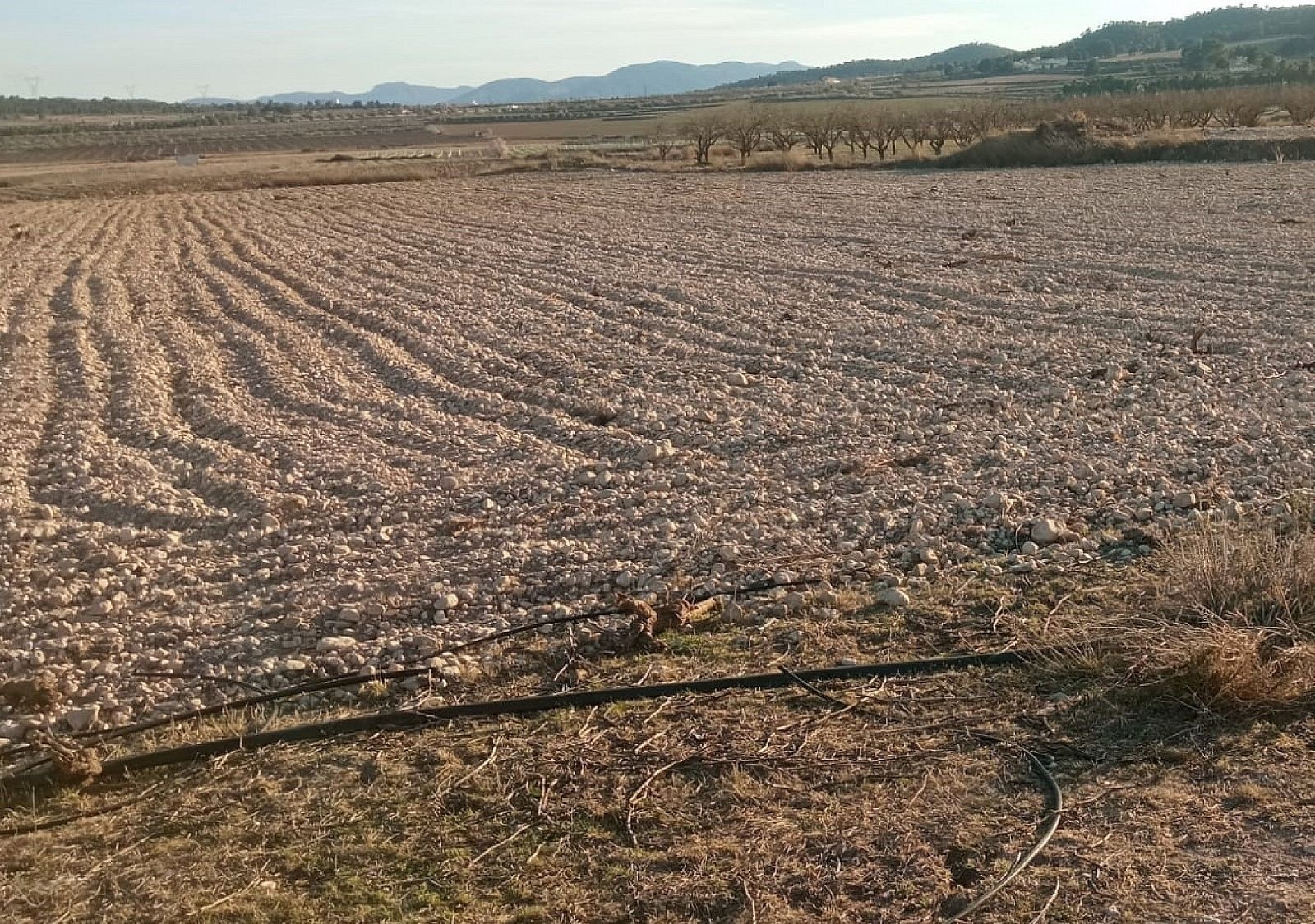 Resale - Land in Salinas -  - Alicante