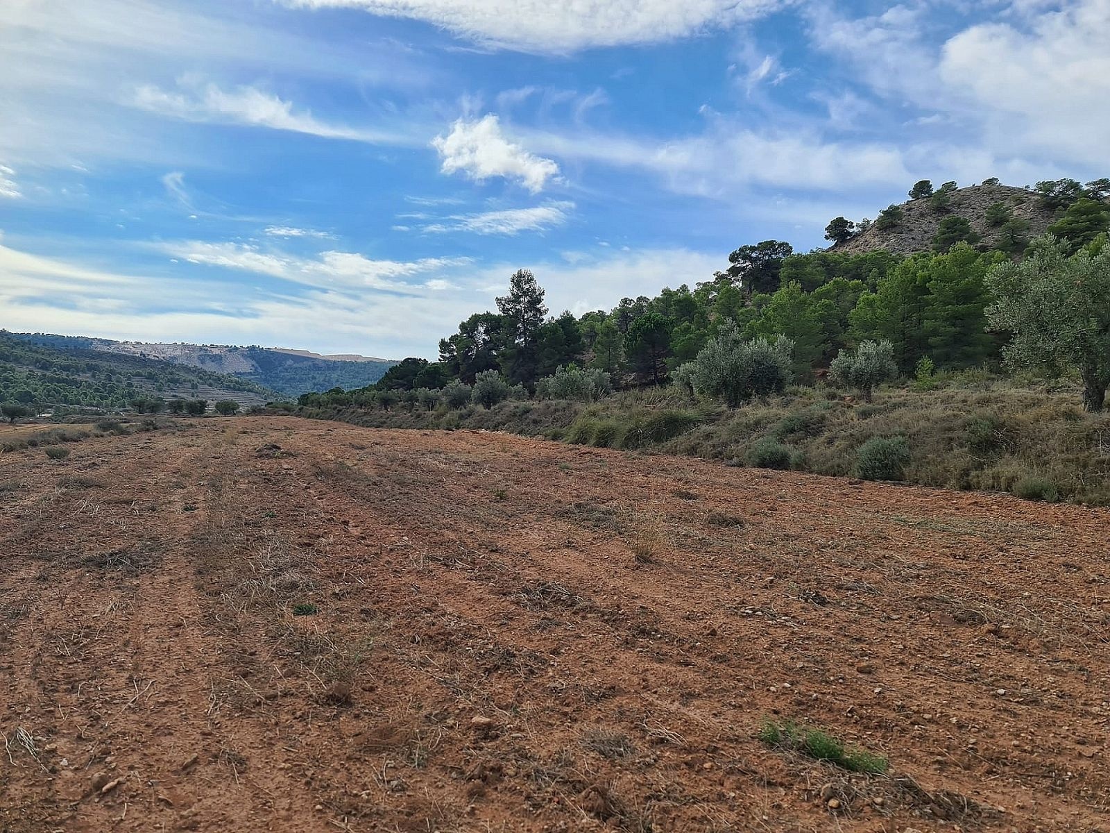 Resale - Land in Pinoso -  - Alicante
