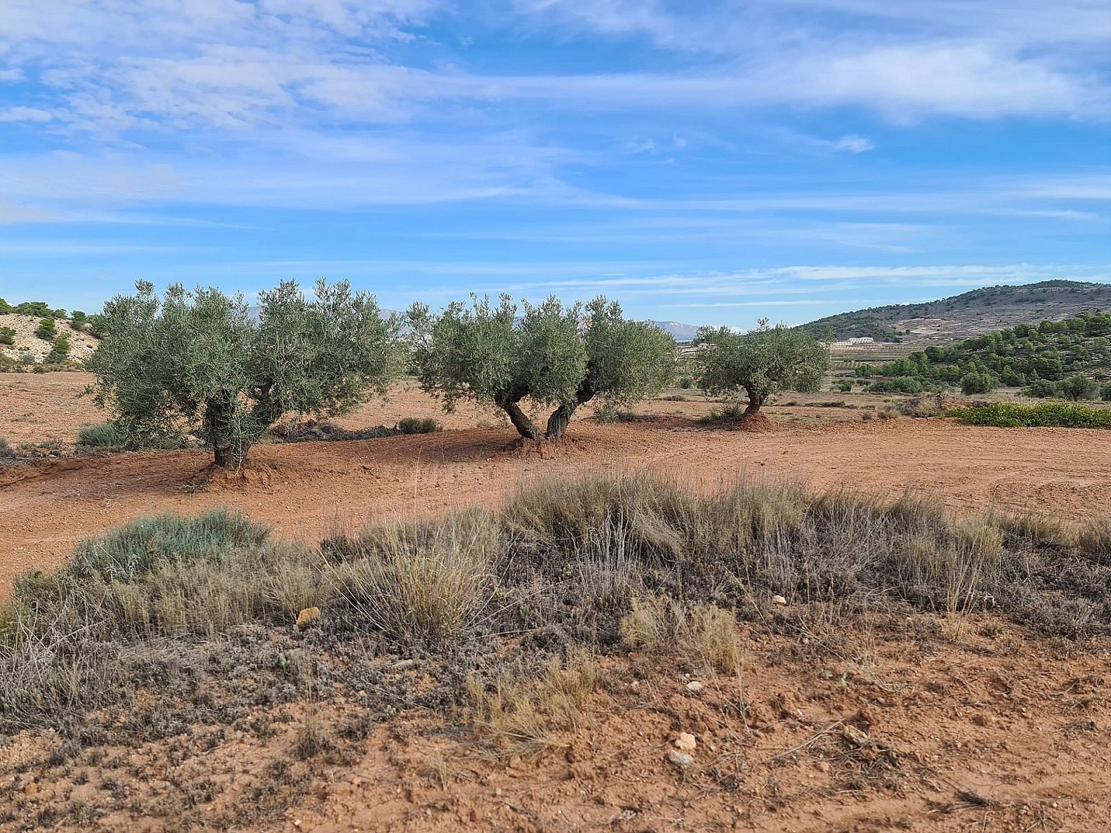 Resale - Land in Pinoso -  - Alicante