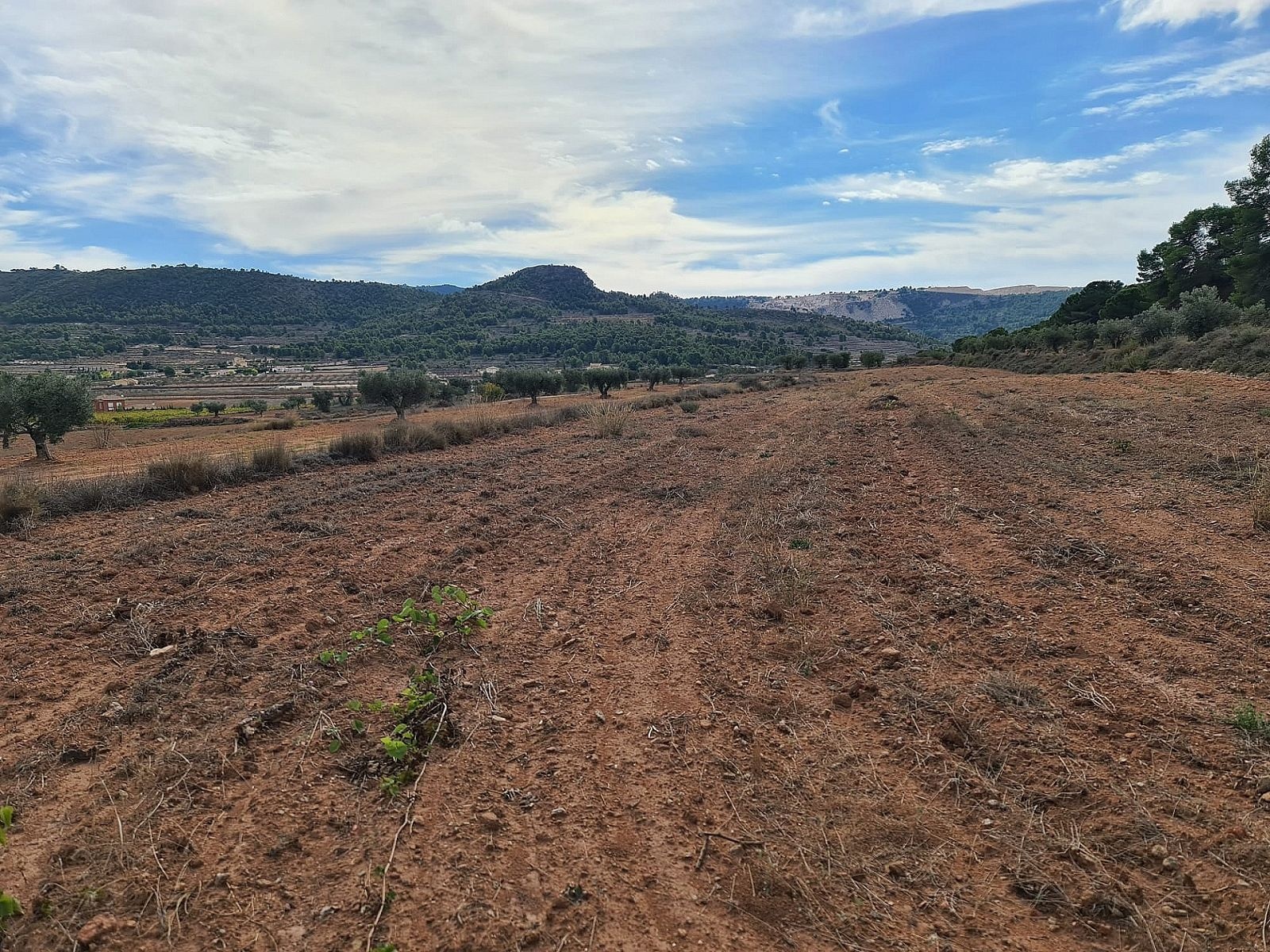 Resale - Land in Pinoso -  - Alicante