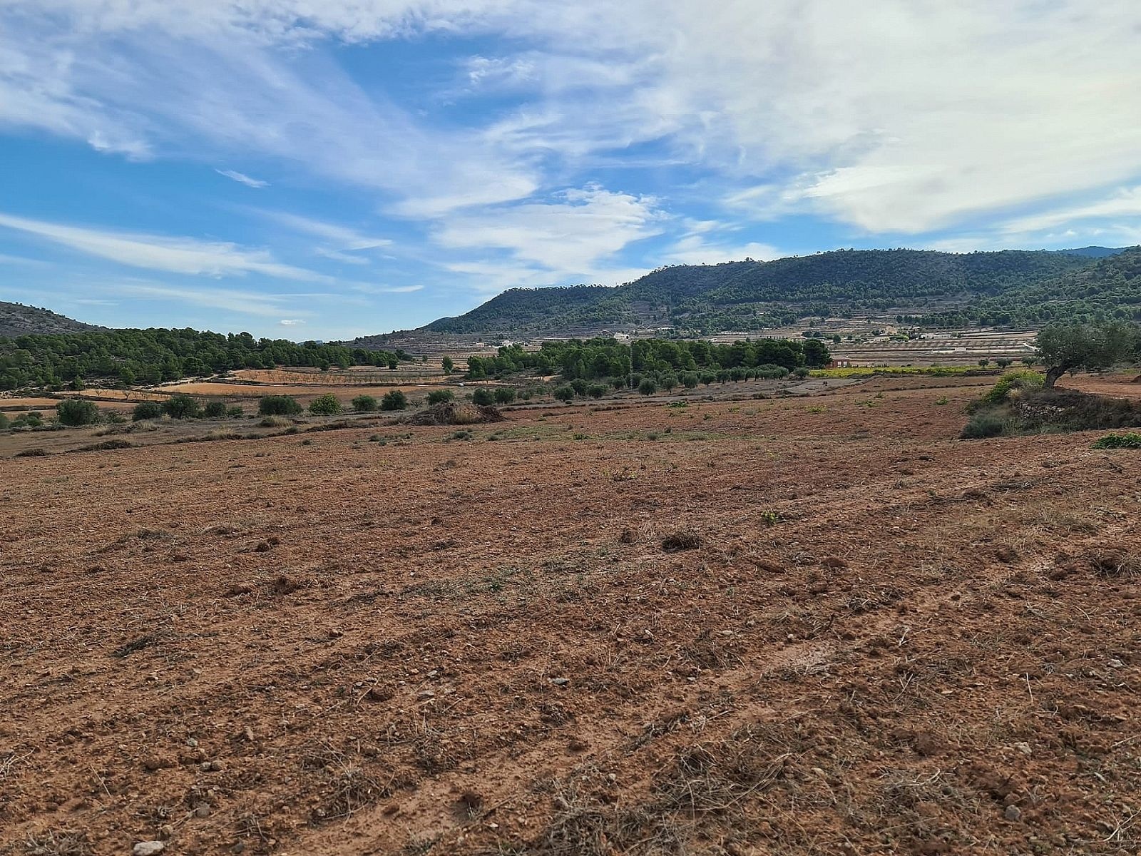 Resale - Land in Pinoso -  - Alicante
