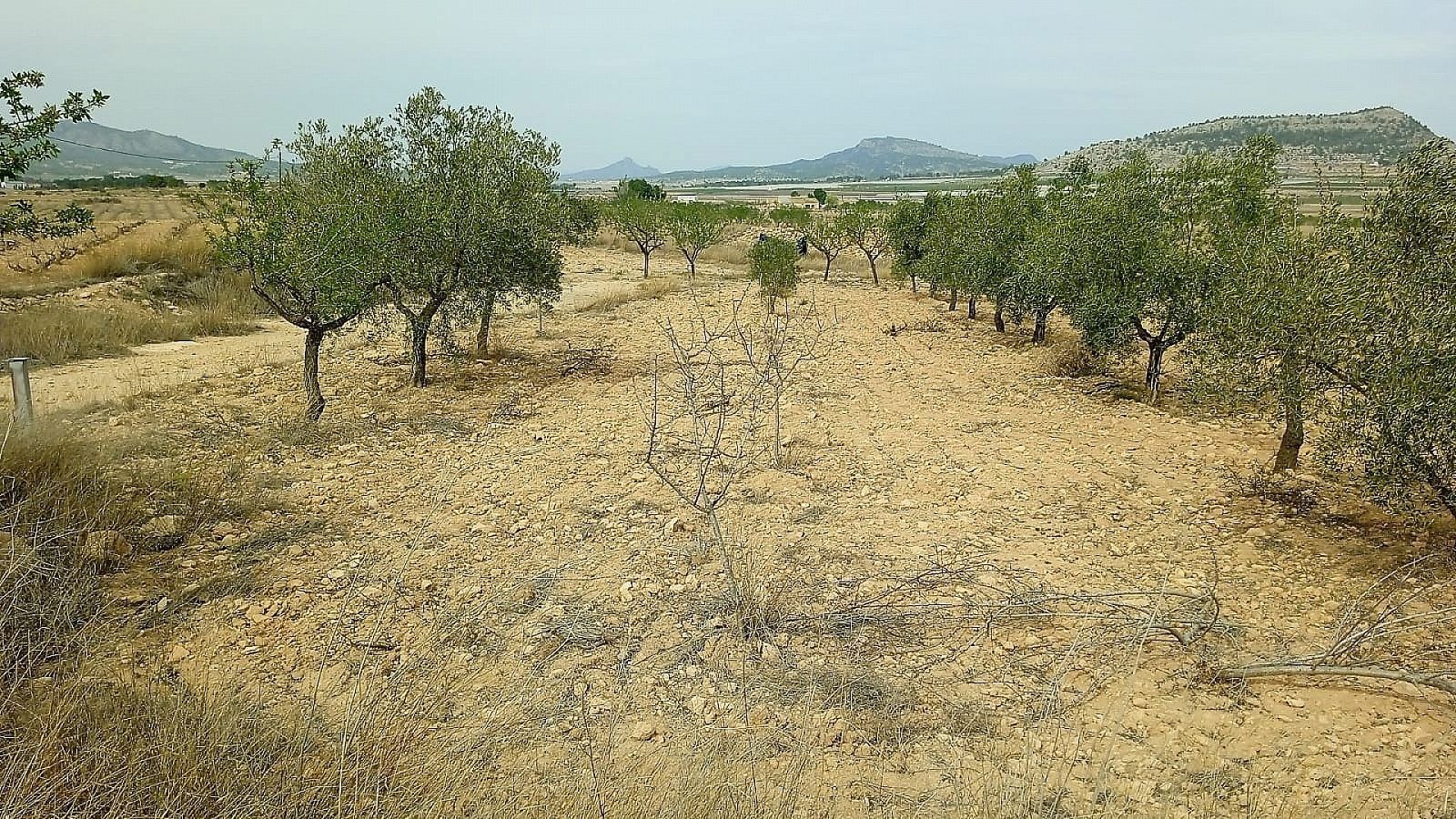 Resale - Land in Monóvar -  - Alicante