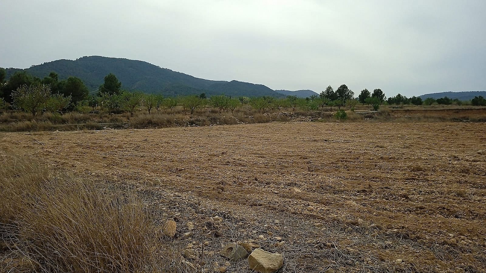 Resale - Land in Monóvar -  - Alicante