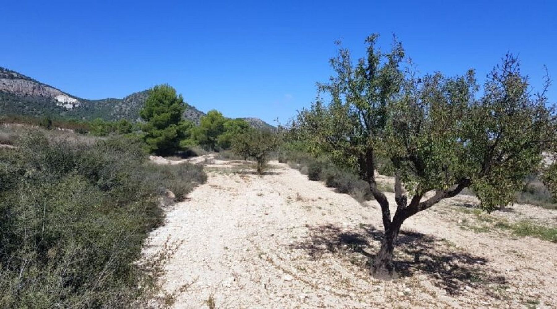 Resale - Land in Monóvar -  - Alicante