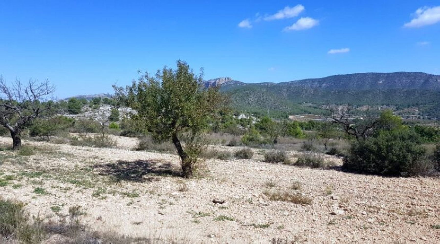 Resale - Land in Monóvar -  - Alicante