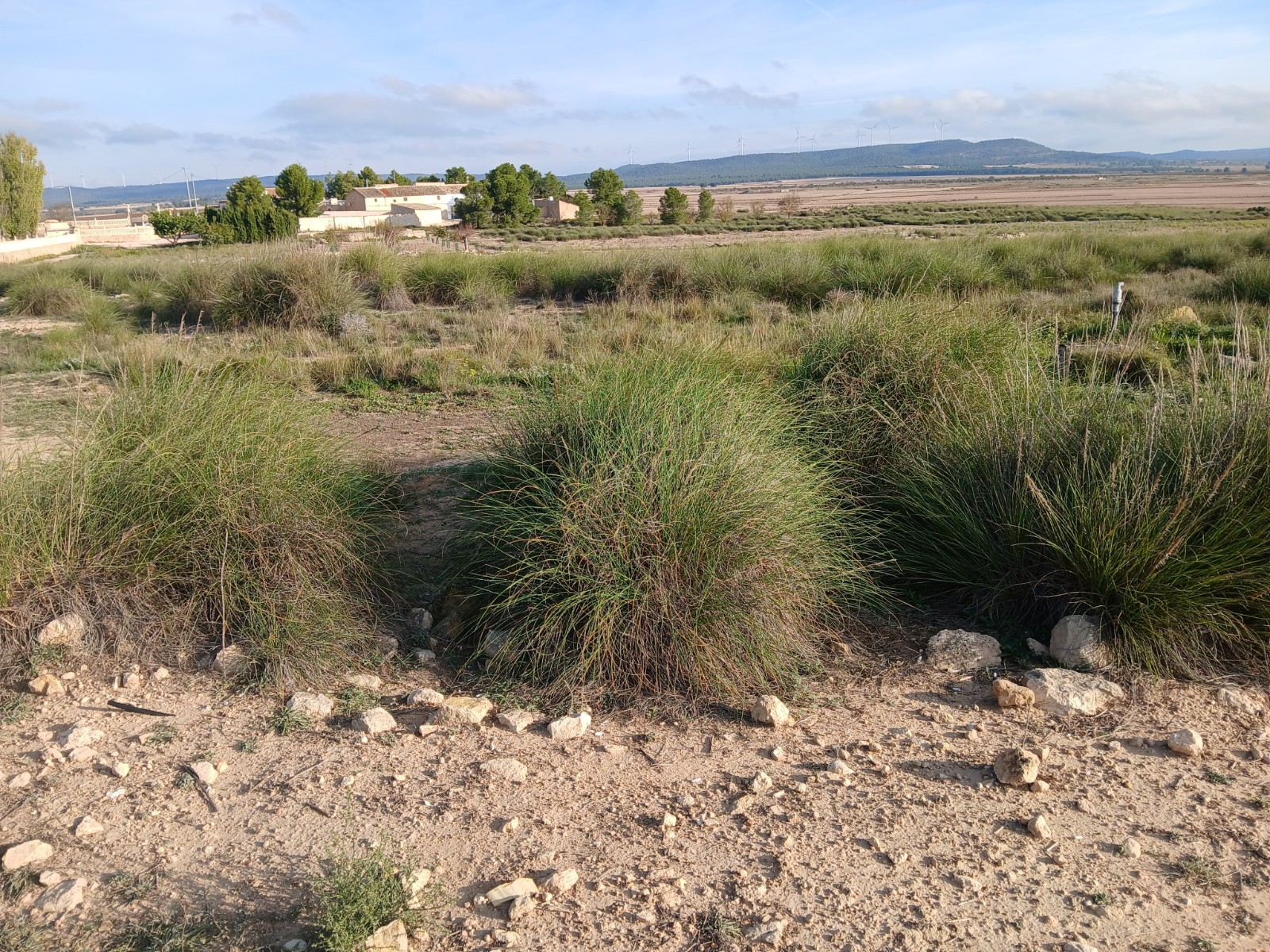 Resale - Land in Yecla -  - Murcia