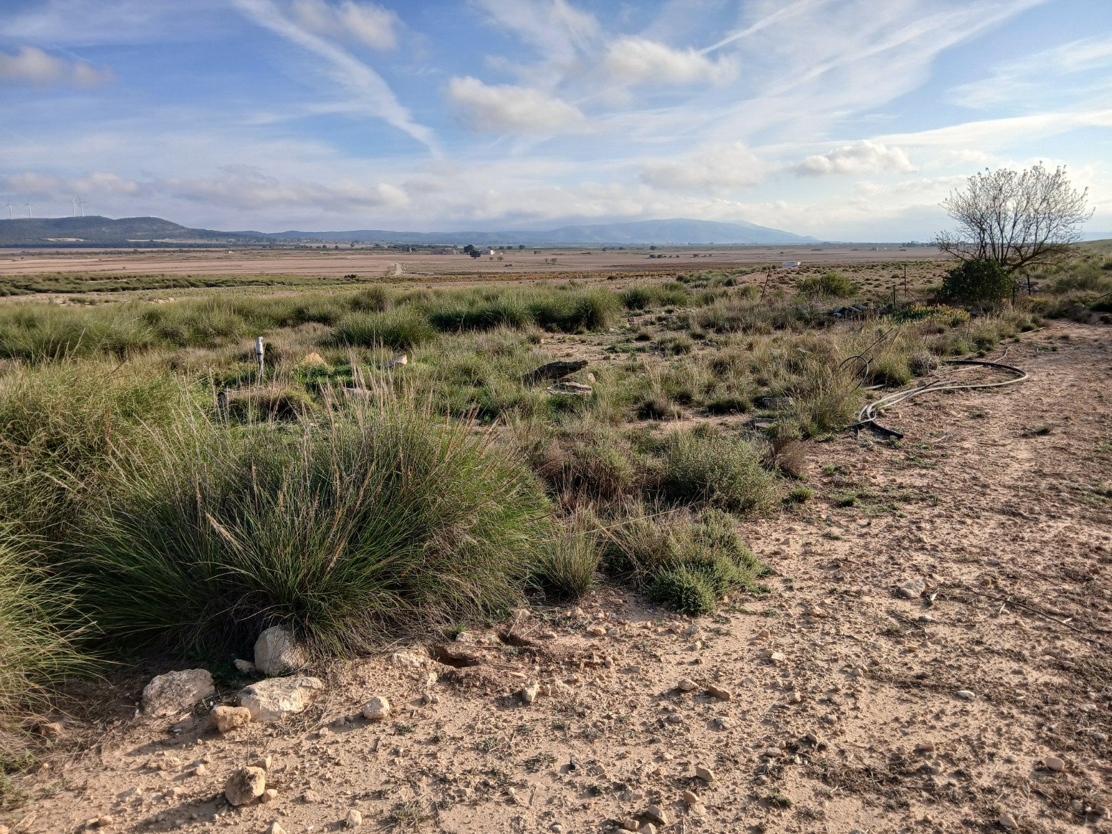 Resale - Land in Yecla -  - Murcia