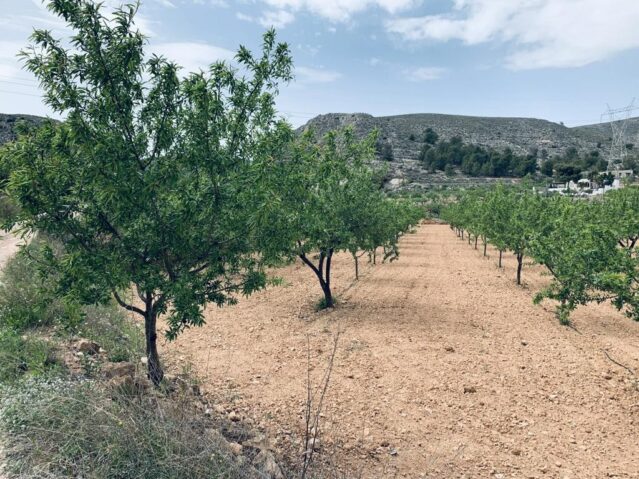 Resale - Land in La Romana -  - Alicante