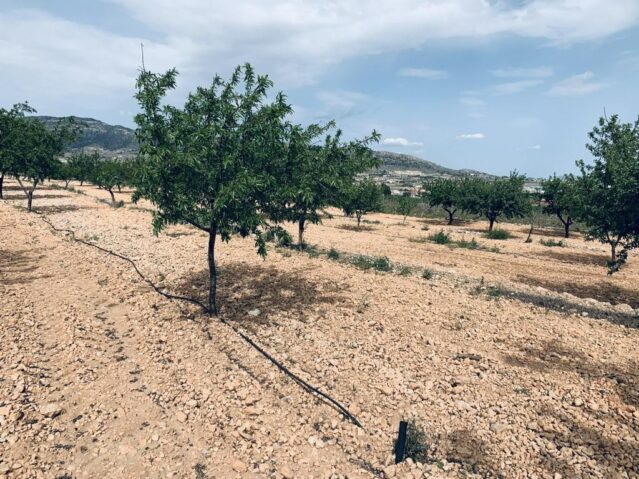 Resale - Land in La Romana -  - Alicante