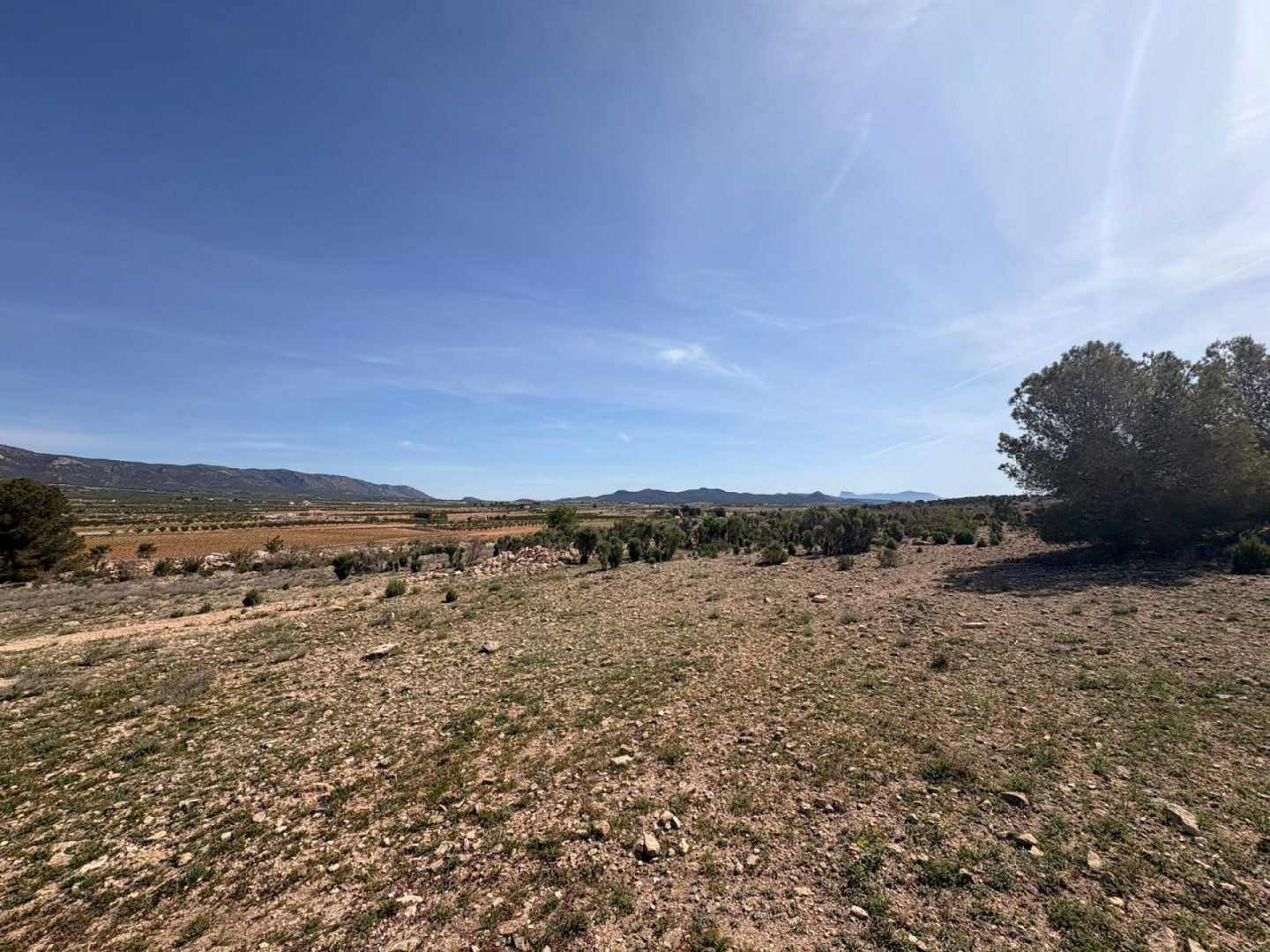Land in Pinoso