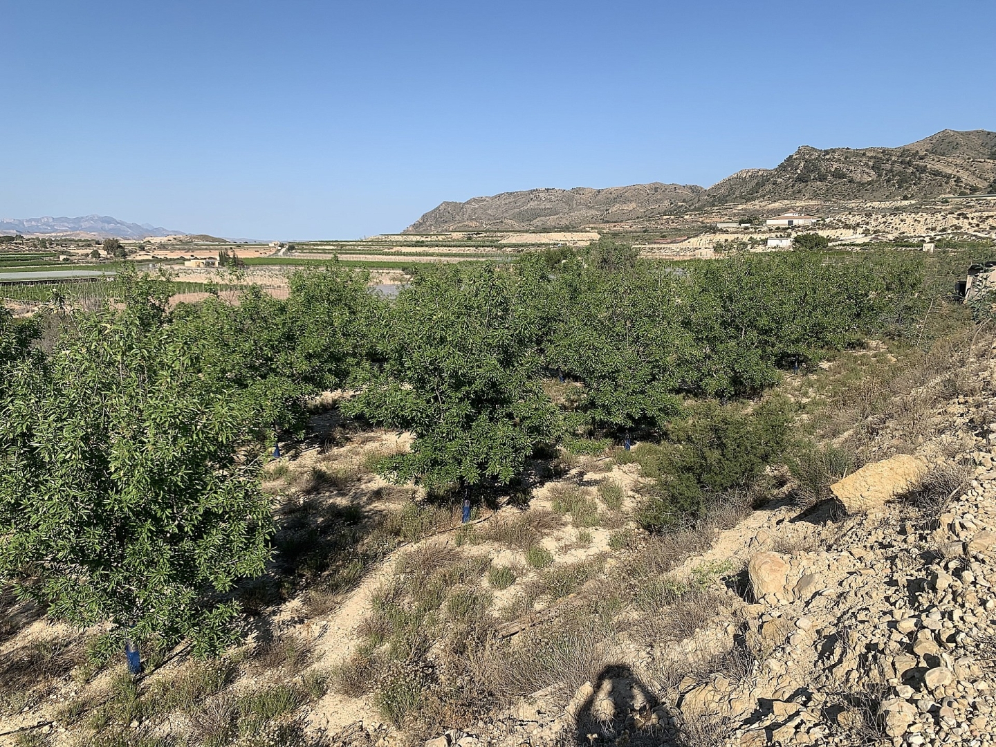 Land in Monforte Del Cid