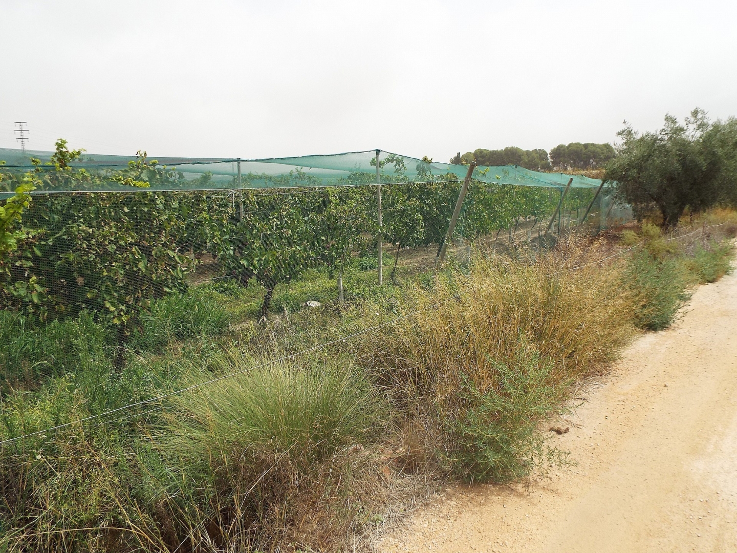 Land in Monforte Del Cid