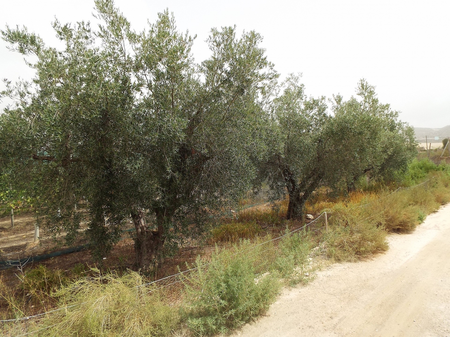 Land in Monforte Del Cid