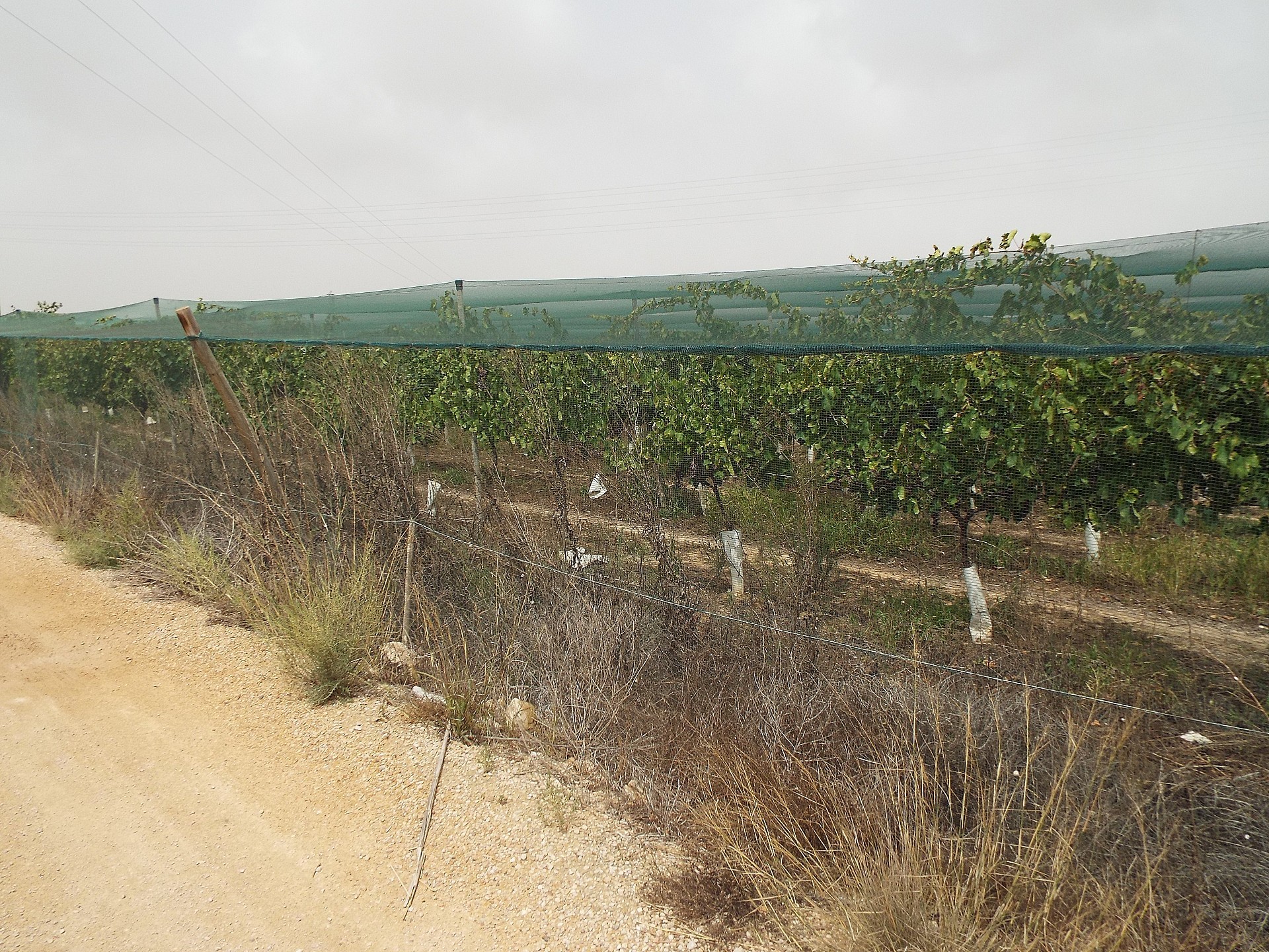 Land in Monforte Del Cid