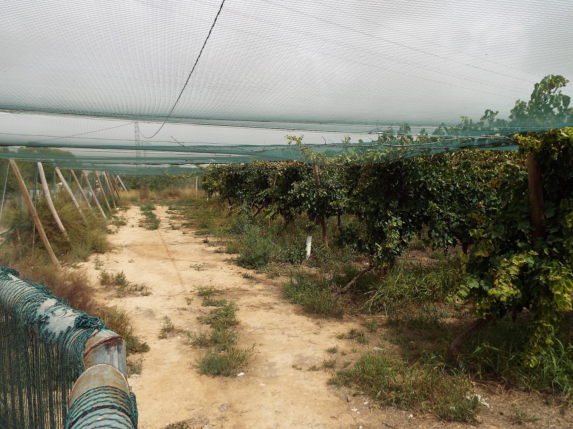 Resale - Land in Monforte Del Cid -  - Alicante