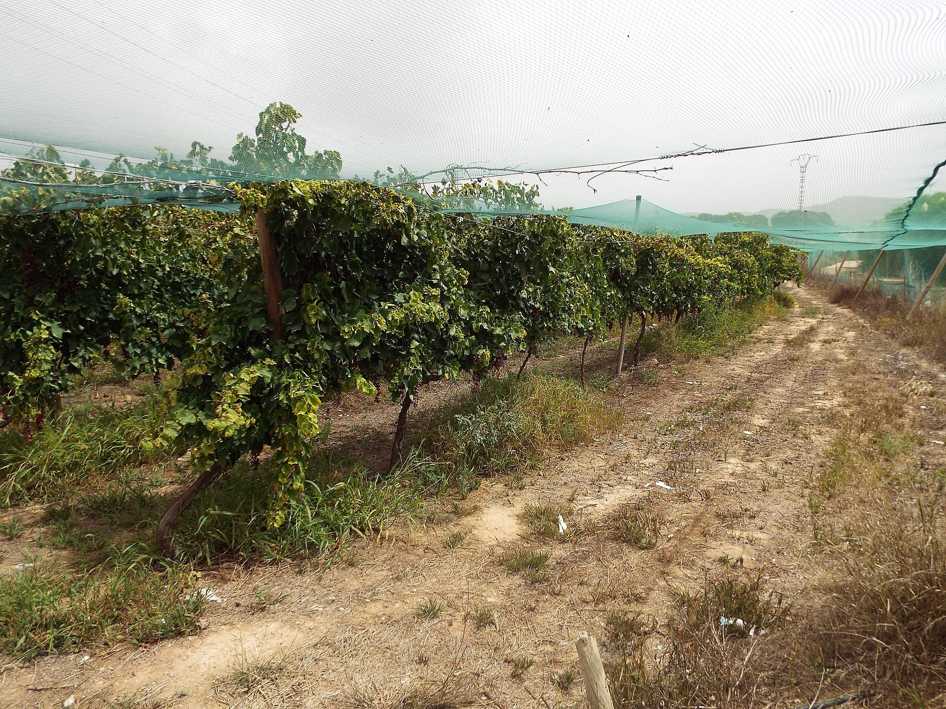 Resale - Land in Monforte Del Cid -  - Alicante