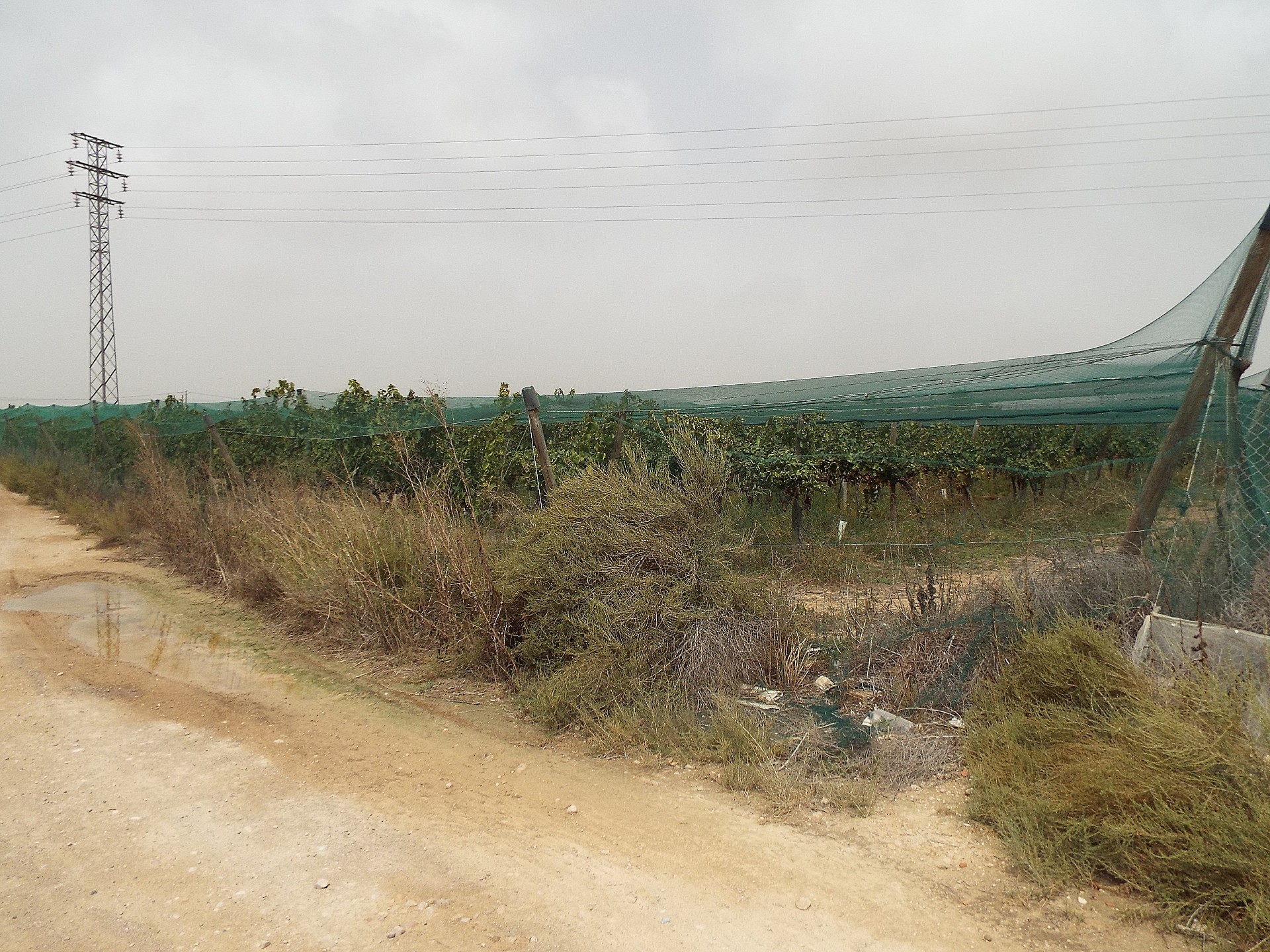 Resale - Land in Monforte Del Cid -  - Alicante