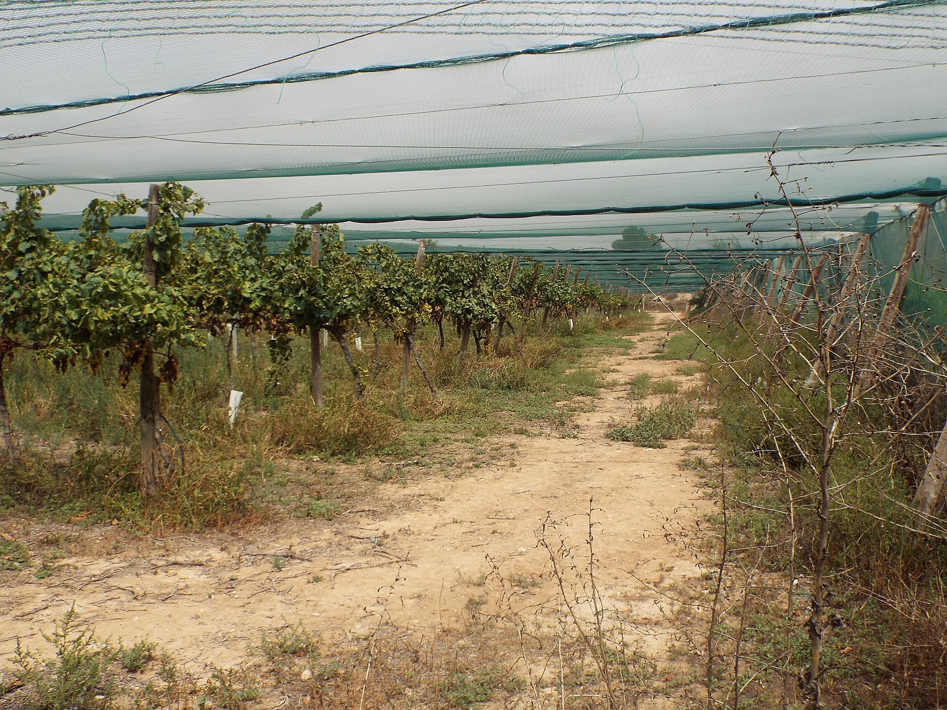 Resale - Land in Monforte Del Cid -  - Alicante