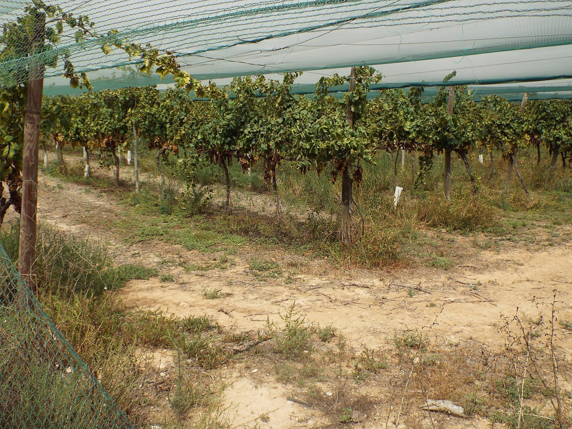 Resale - Land in Monforte Del Cid -  - Alicante