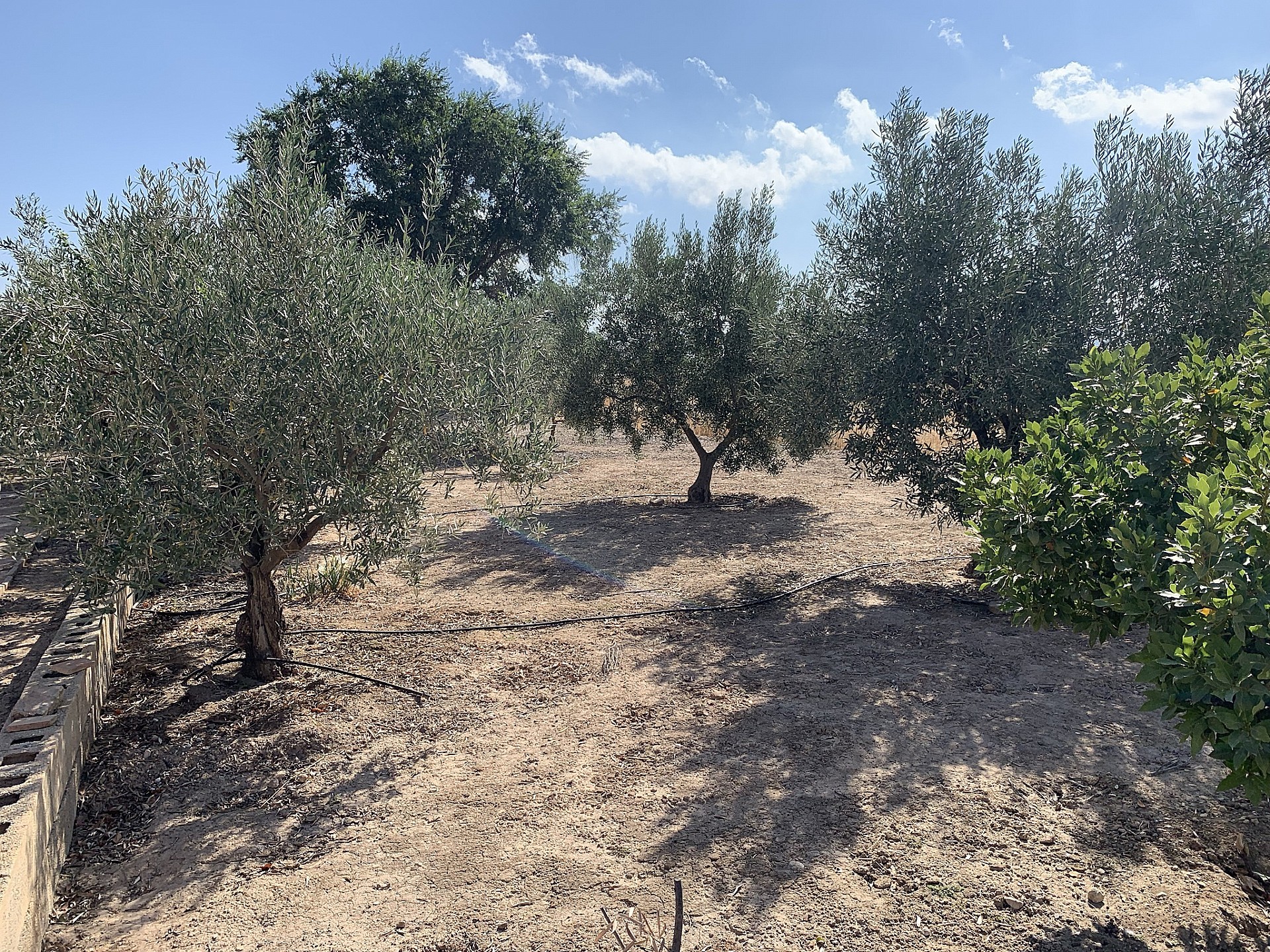 Resale - Finca in Caudete -  - Albacete