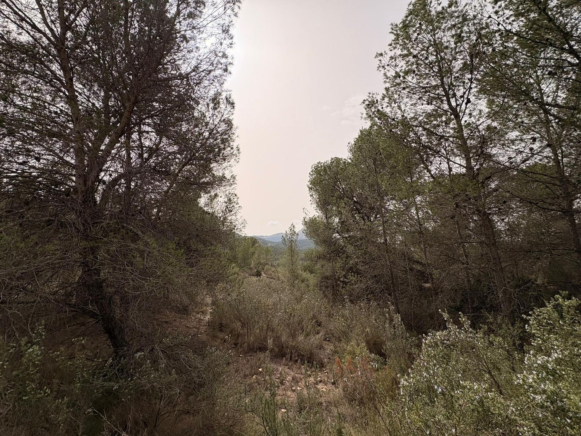Resale - Land in Petrer -  - Alicante