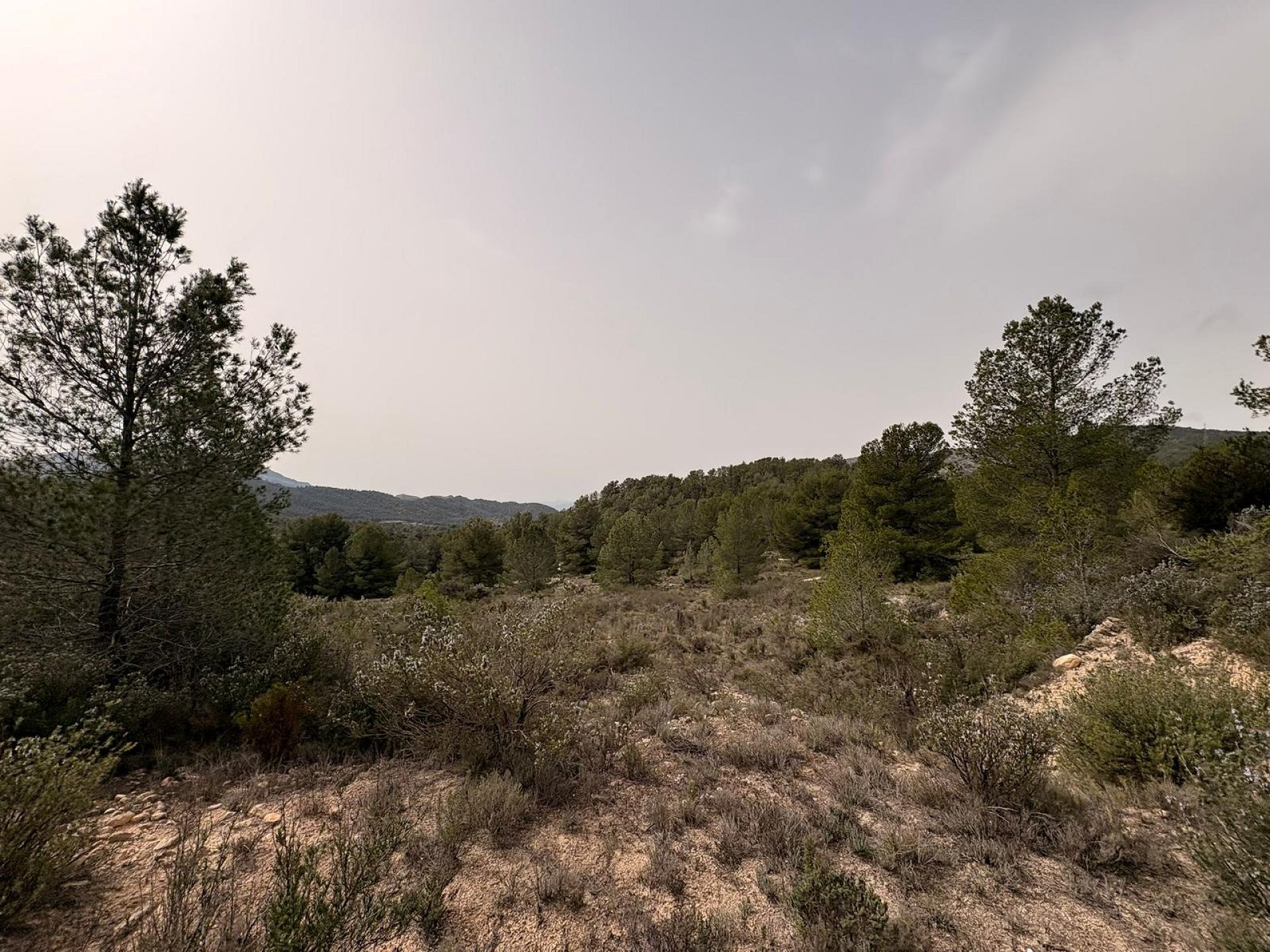 Resale - Land in Petrer -  - Alicante