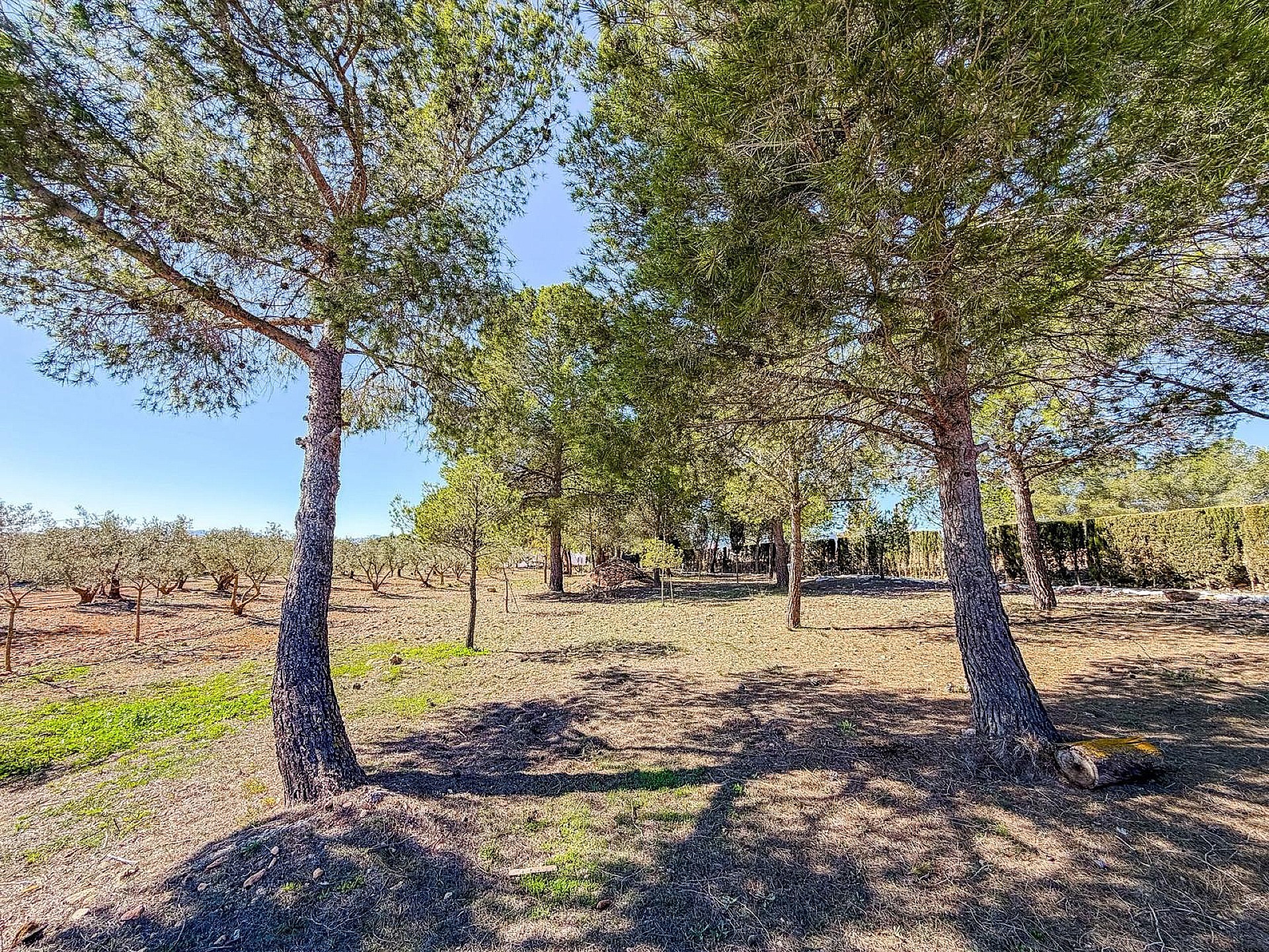 Resale - 6 Bedroom 2 Bathroom Country house in Pinoso -  - Alicante