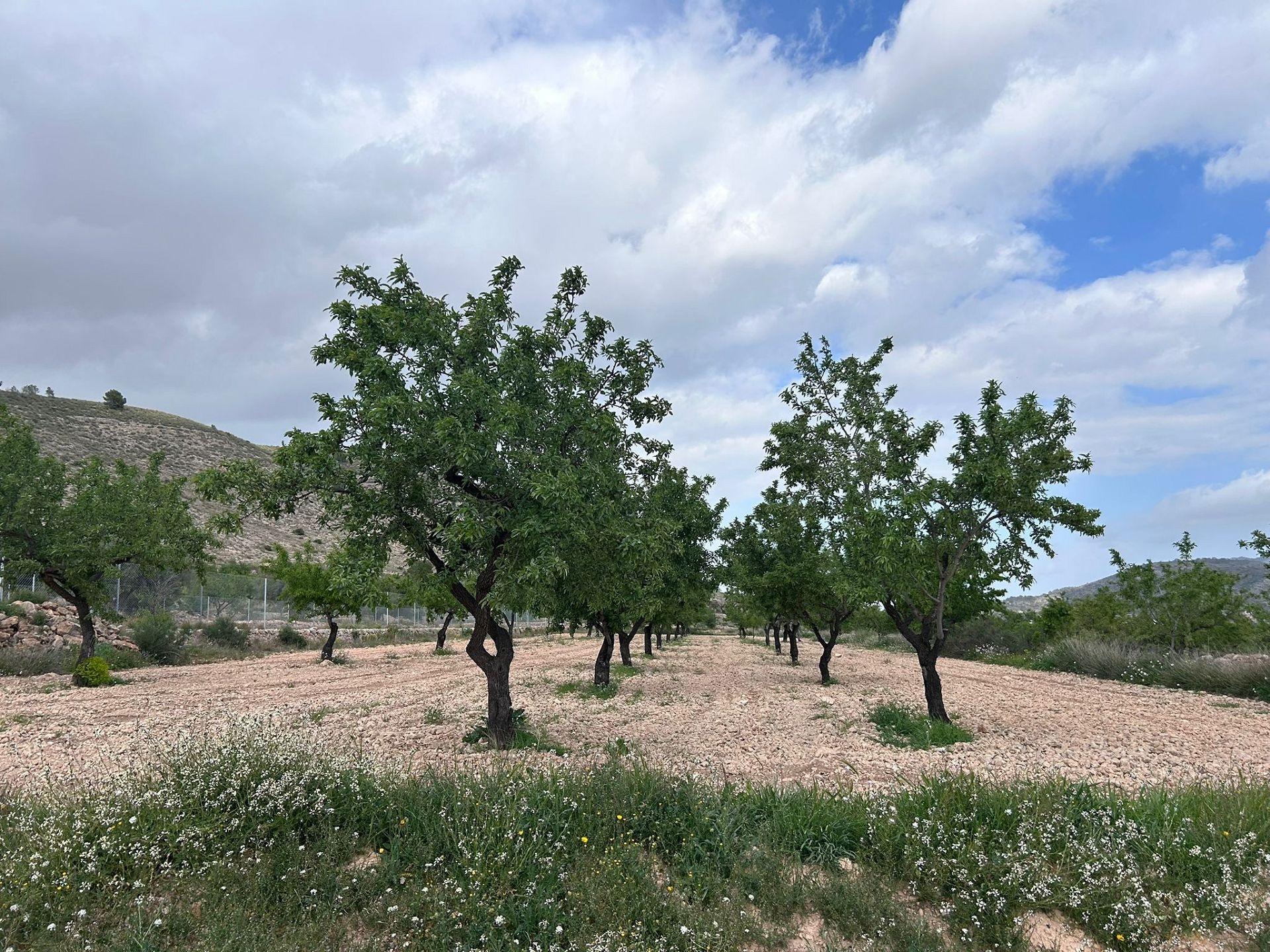 Resale - 5 Bedroom 2 Bathroom Restoration Project in Hondón de las Nieves -  - Alicante