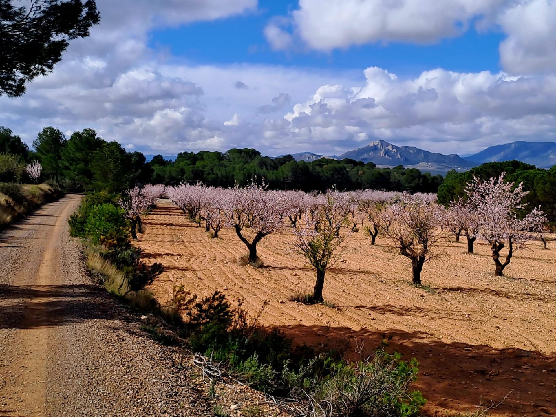 Resale - 6 Bedroom 4 Bathroom Country house in Sax -  - Alicante