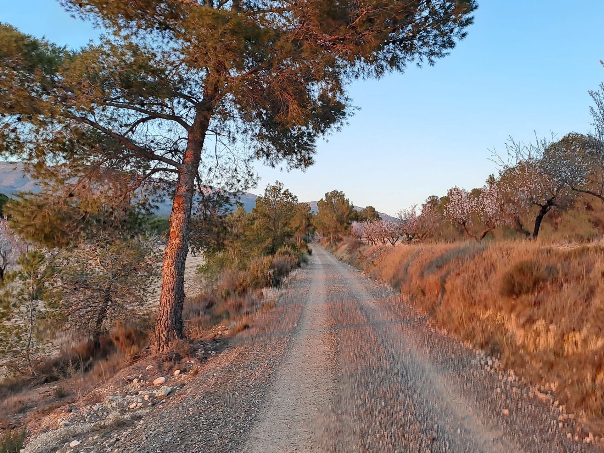 Resale - 6 Bedroom 4 Bathroom Country house in Sax -  - Alicante