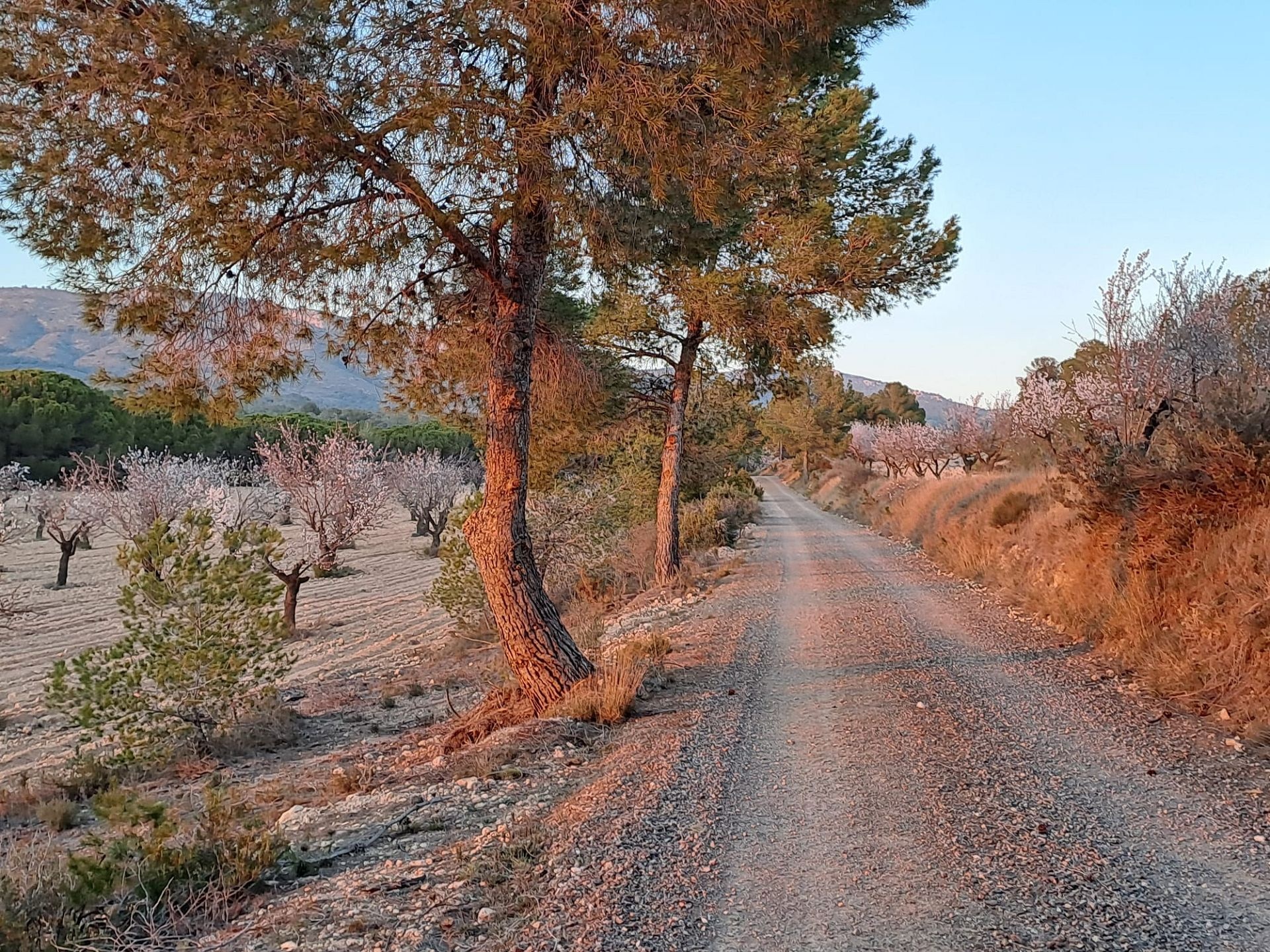 Resale - 6 Bedroom 4 Bathroom Country house in Sax -  - Alicante