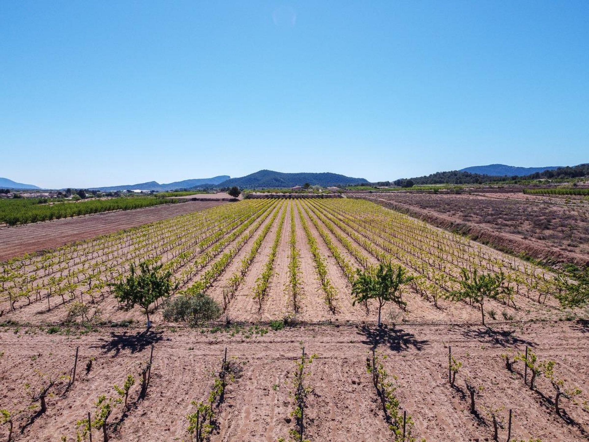 Resale - Land in Pinoso -  - Alicante