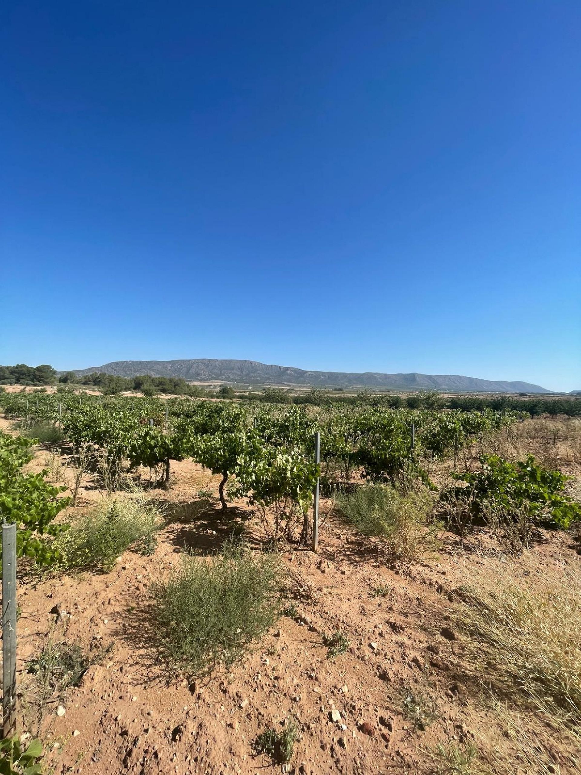 Resale - Land in Pinoso -  - Alicante