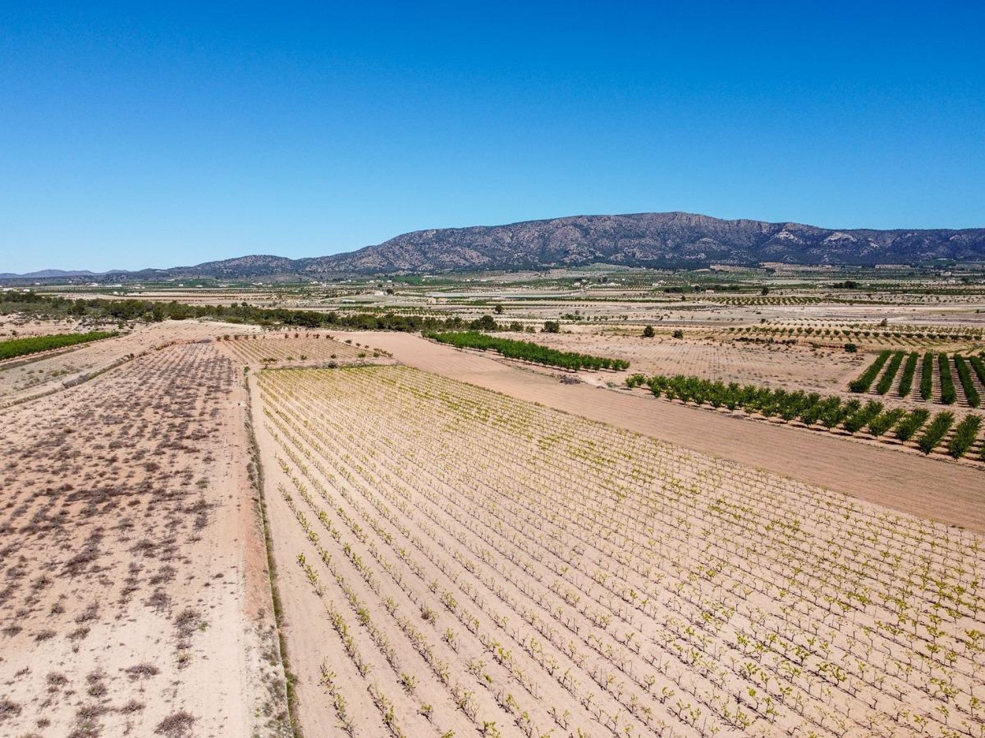 Resale - Land in Pinoso -  - Alicante