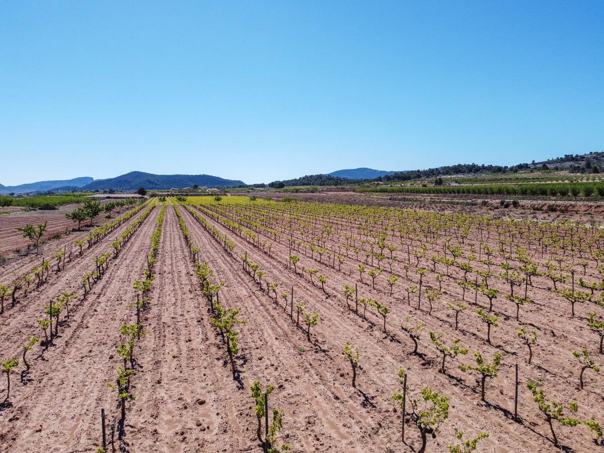 Resale - Land in Pinoso -  - Alicante