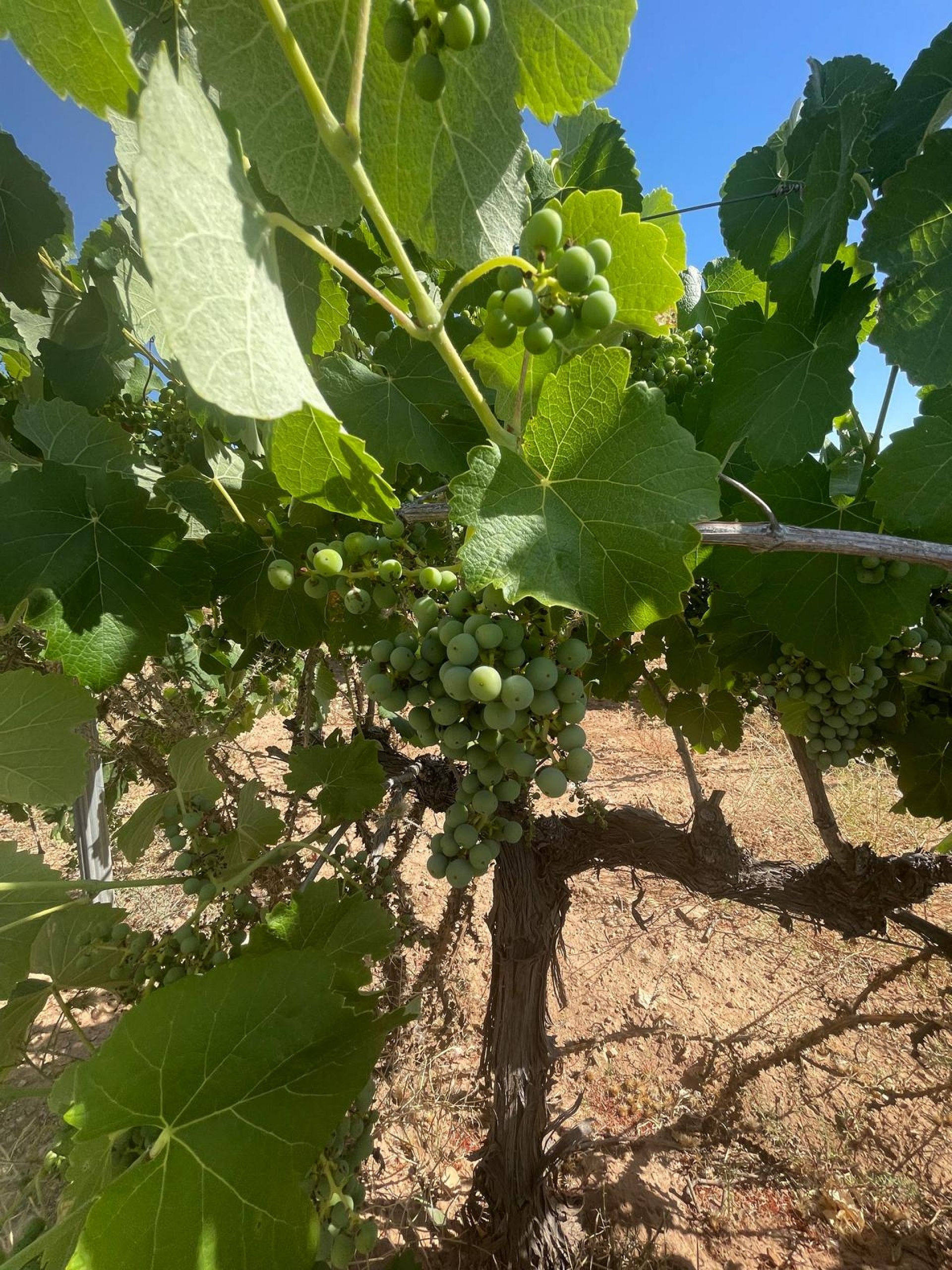 Resale - Land in Pinoso -  - Alicante