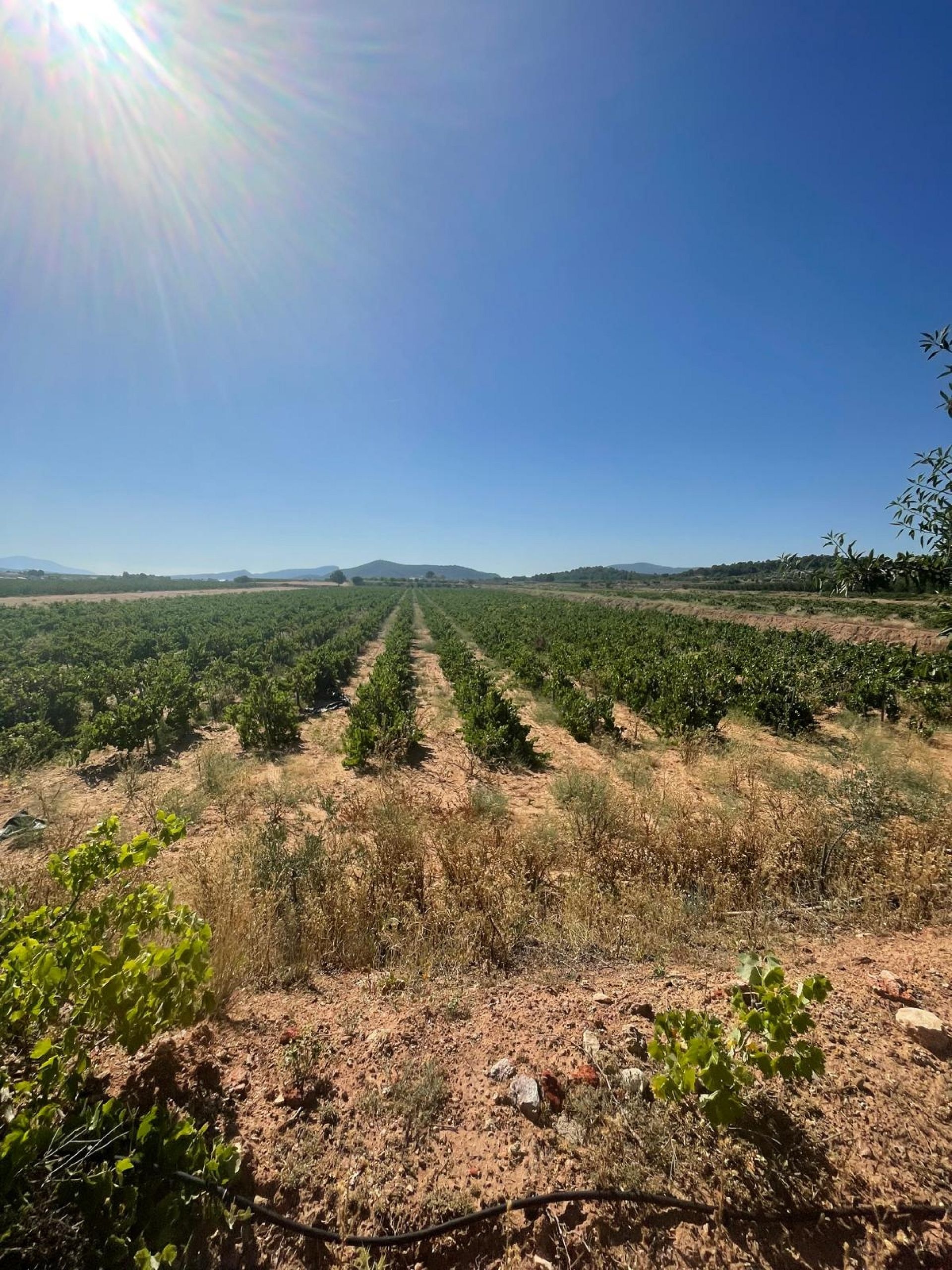Resale - Land in Pinoso -  - Alicante