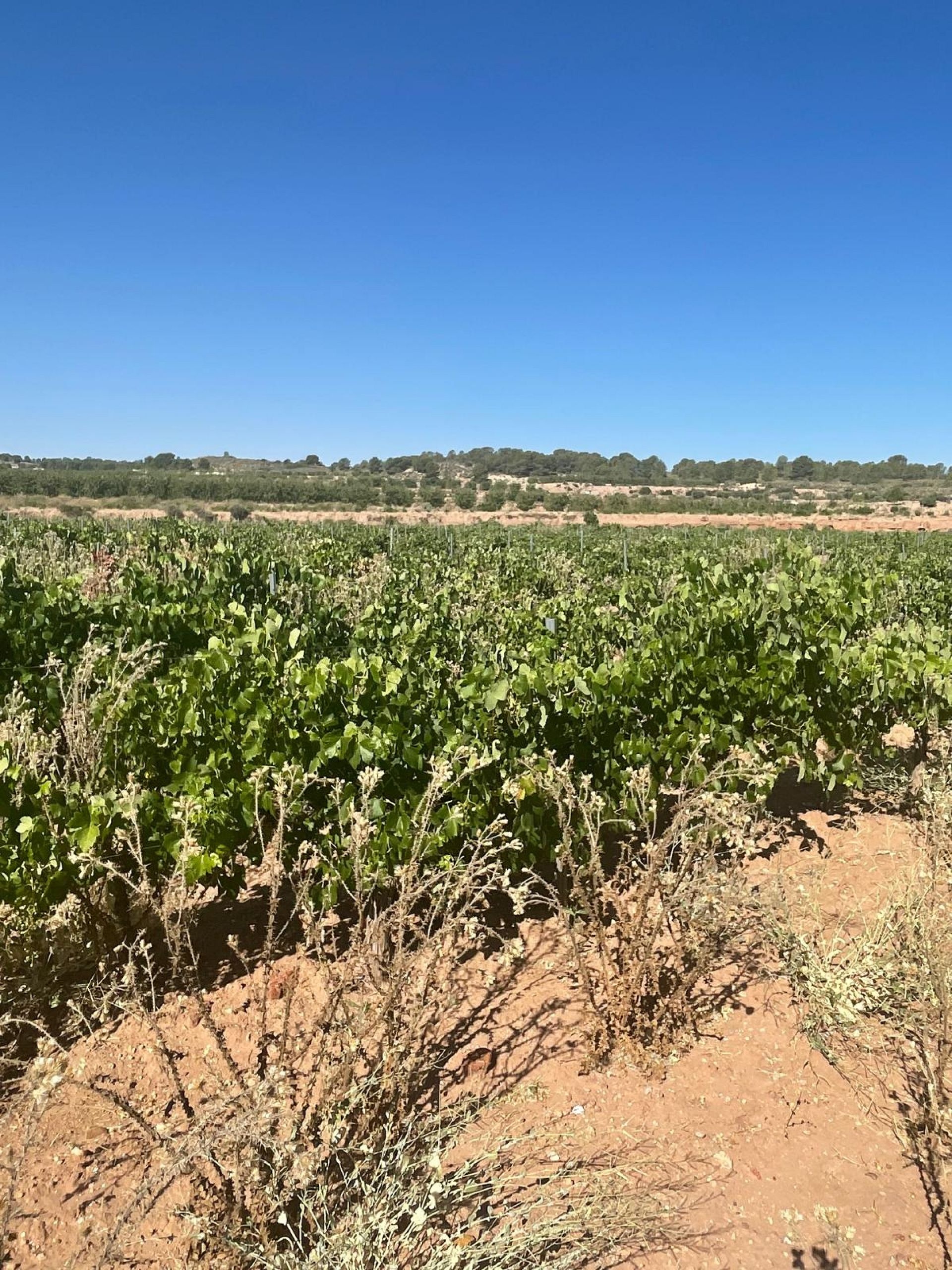 Resale - Land in Pinoso -  - Alicante