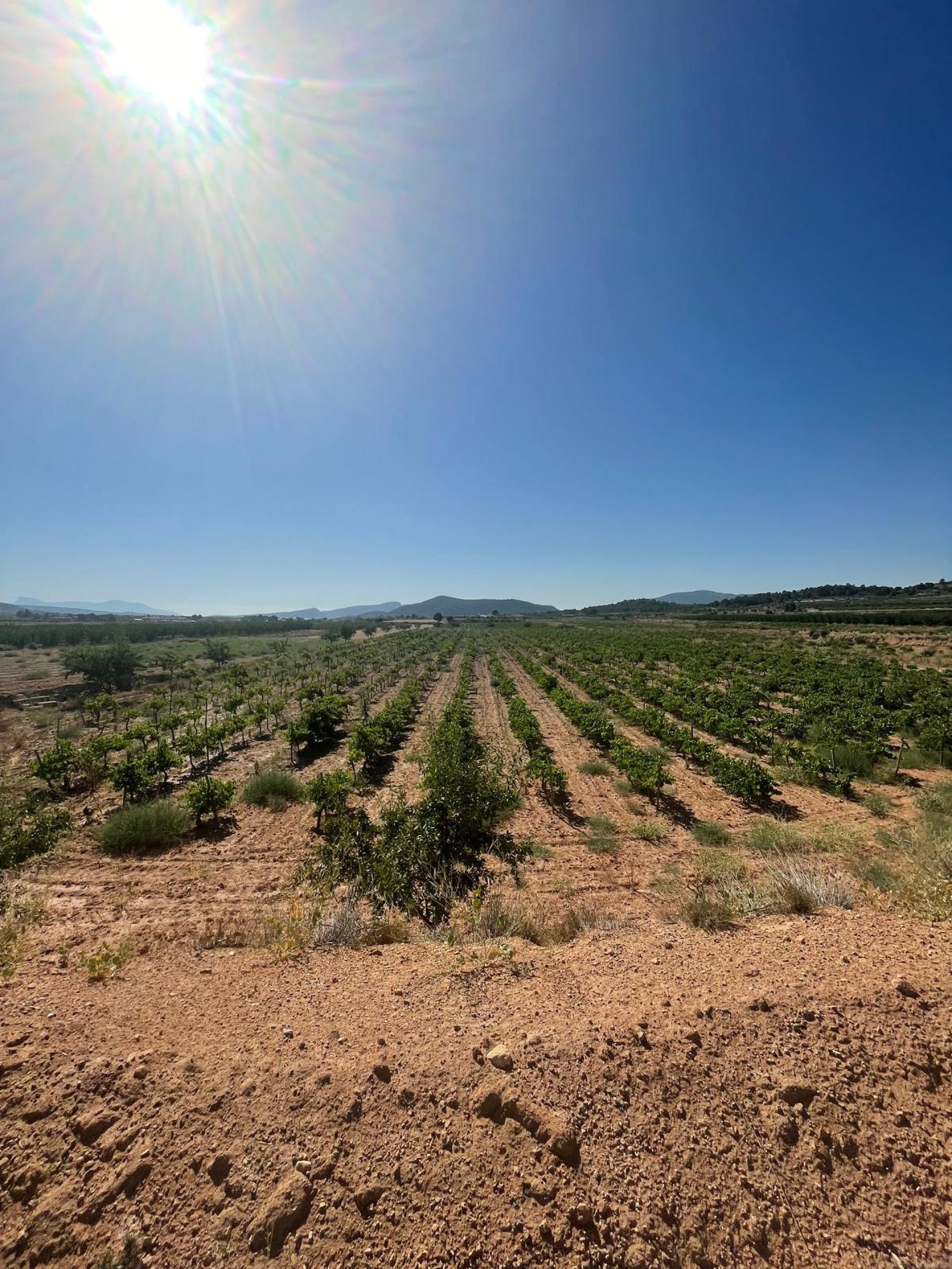 Resale - Land in Pinoso -  - Alicante