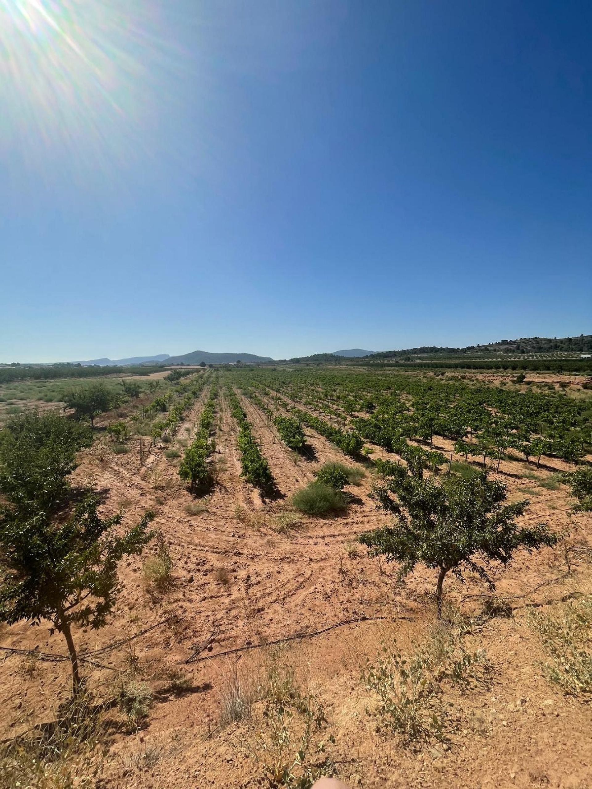 Resale - Land in Pinoso -  - Alicante