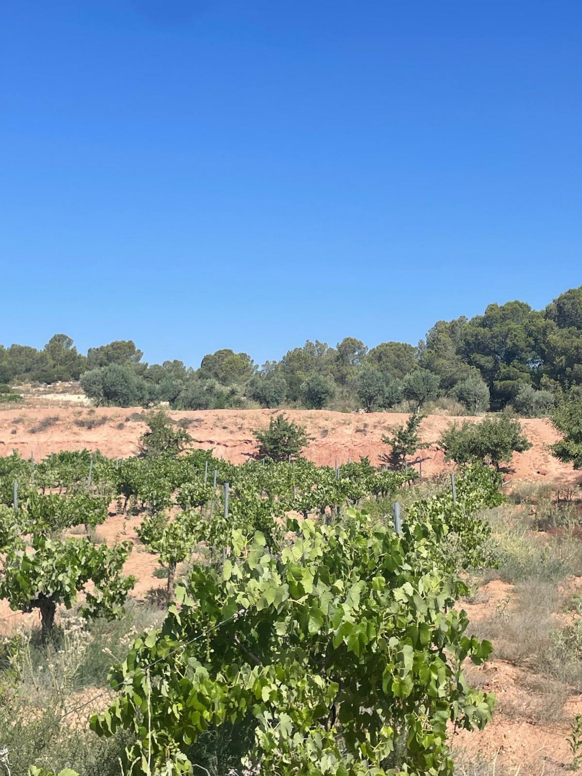 Resale - Land in Pinoso -  - Alicante