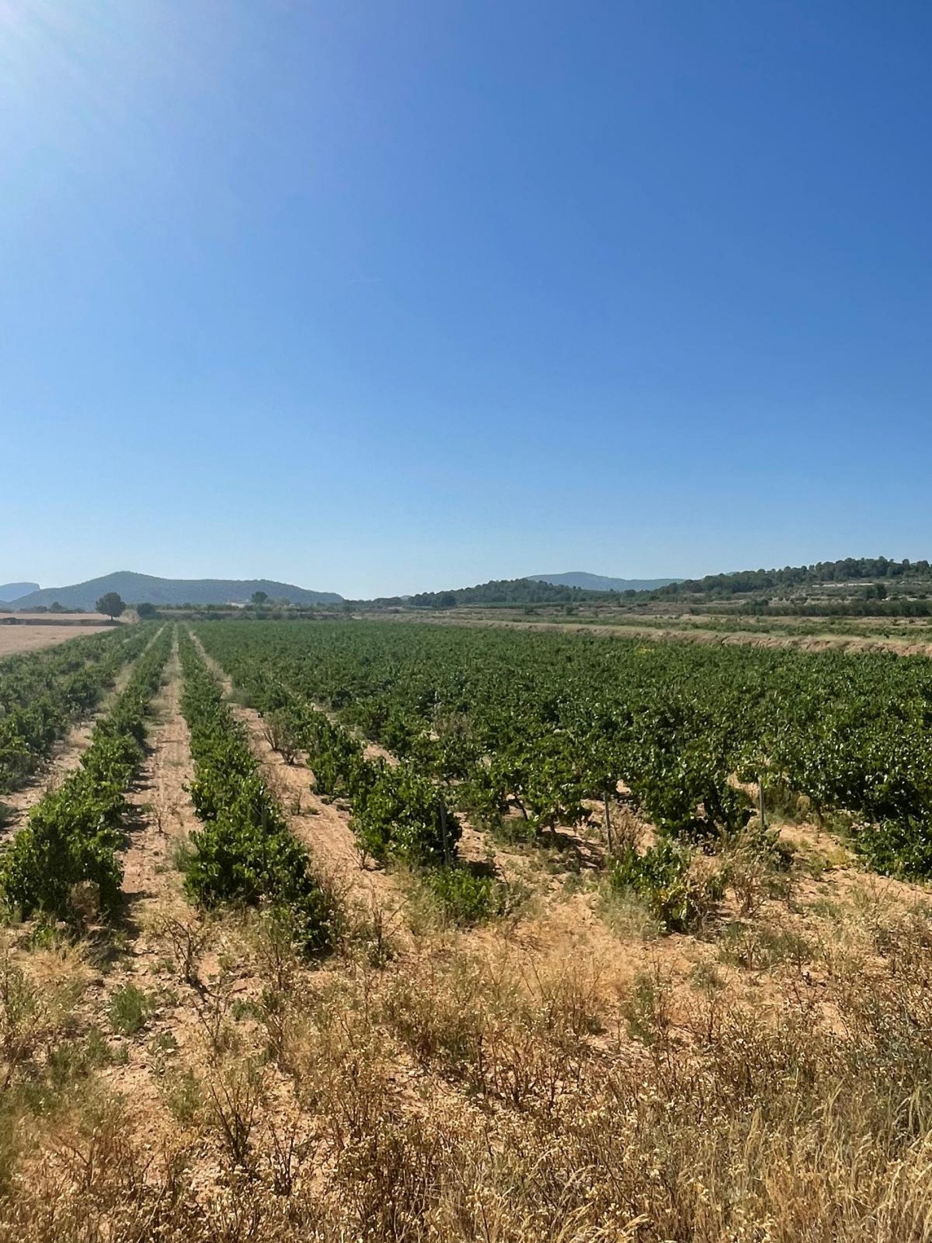 Resale - Land in Pinoso -  - Alicante